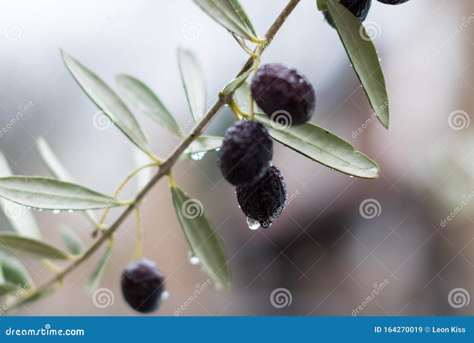 Olives in the rain stock image. Image of organic, fresh 164270019