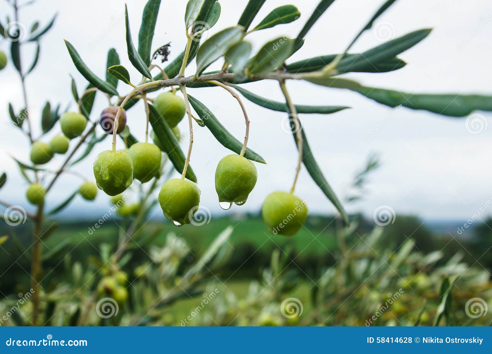 Olives in the rain stock photo. Image of tree, health 58414628