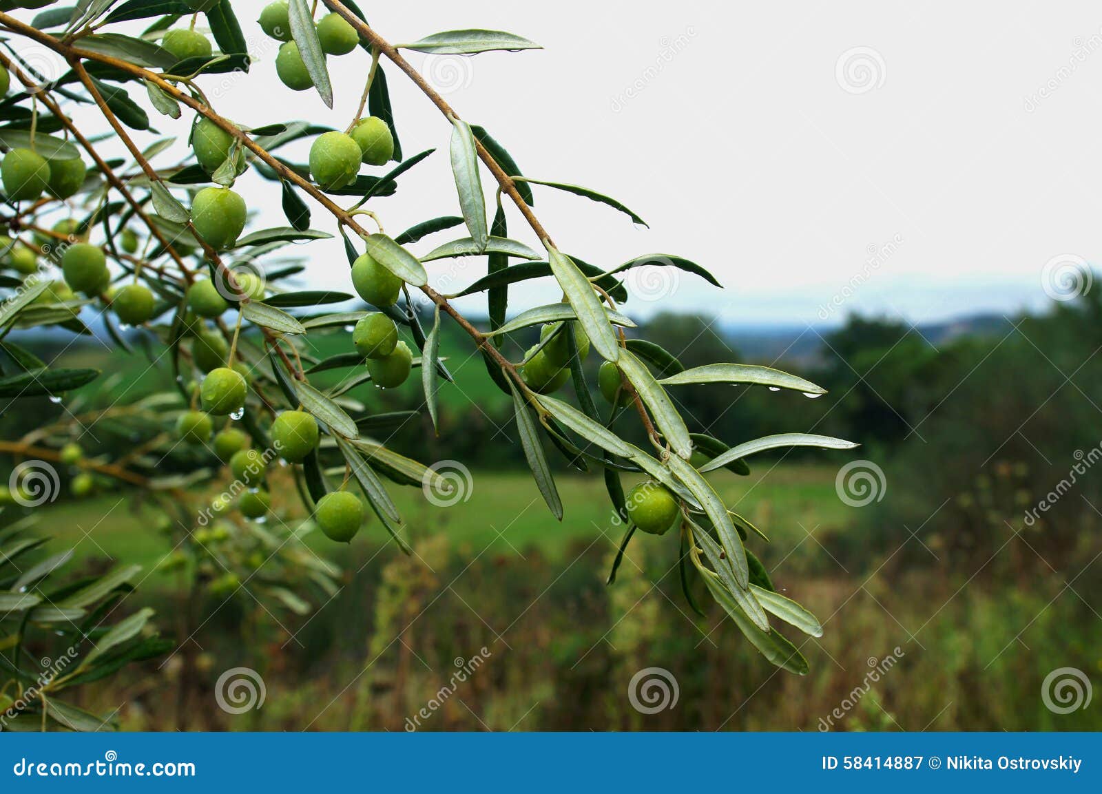 Olives in the rain stock image. Image of olives, leaf 58414887