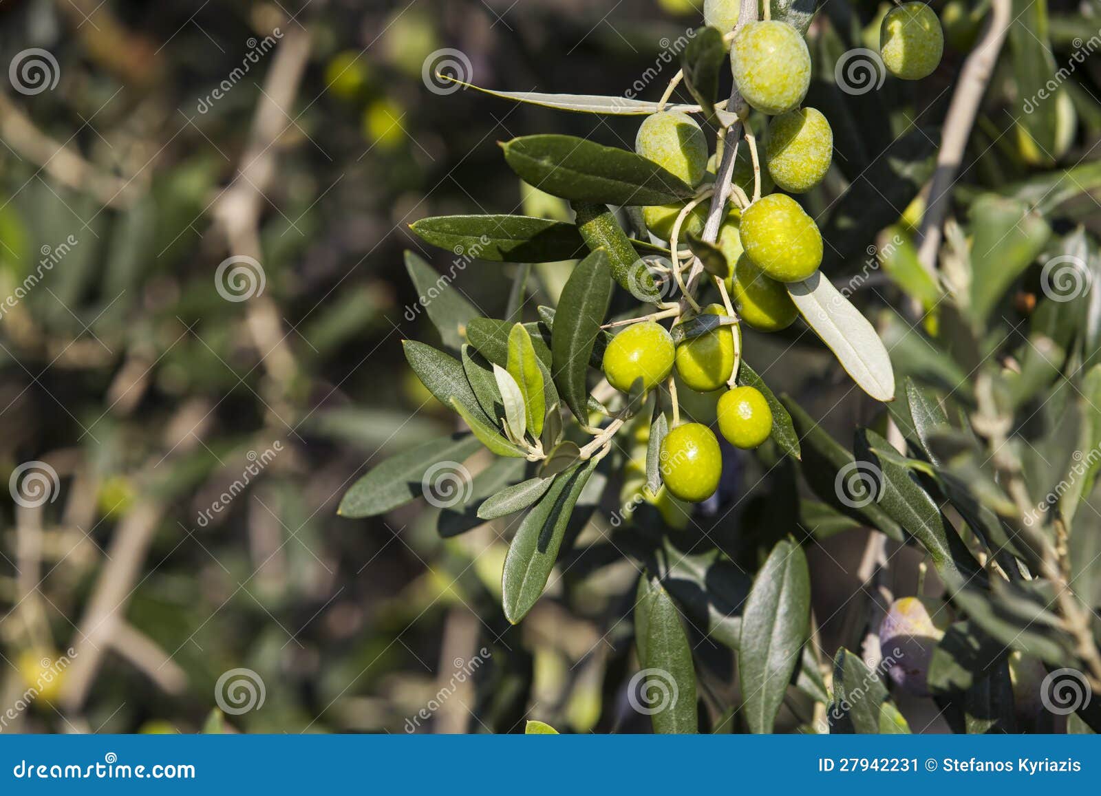 Olives in a tree stock image. Image of fresh, fruit, plant 27942231