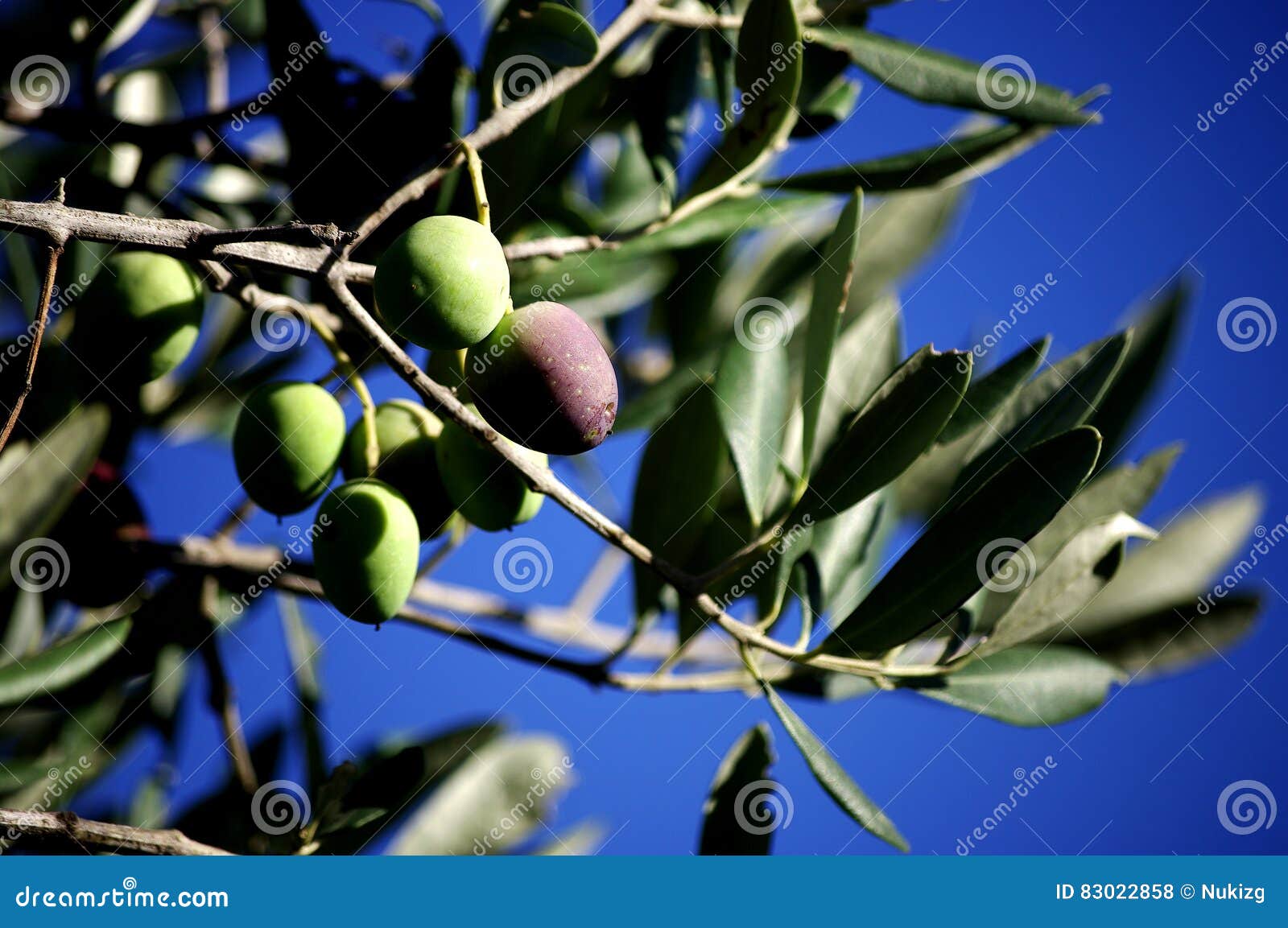Olives on the tree stock photo. Image of black, horizontal 83022858