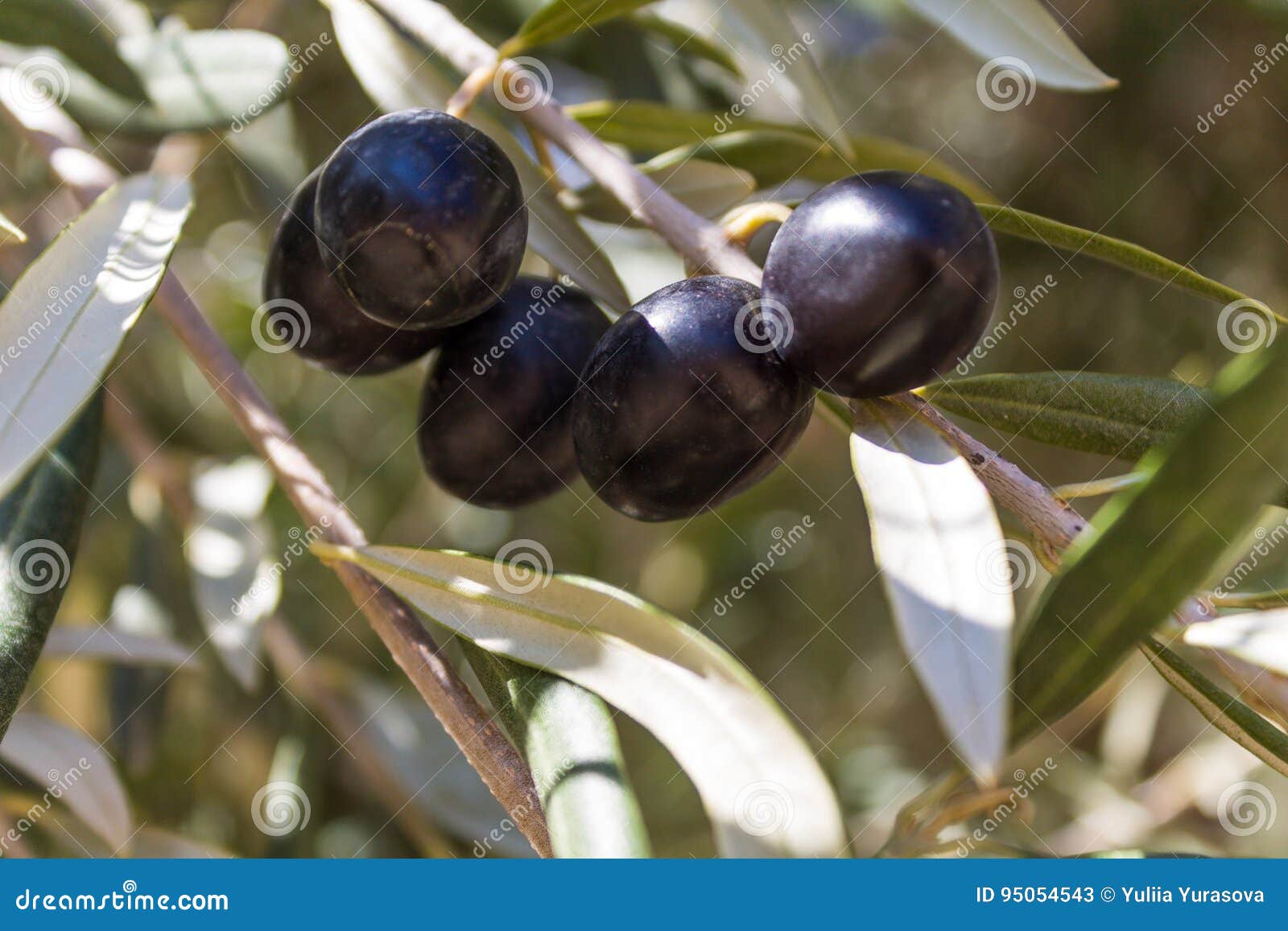 Olives on the tree stock image. Image of black, healthy 95054543