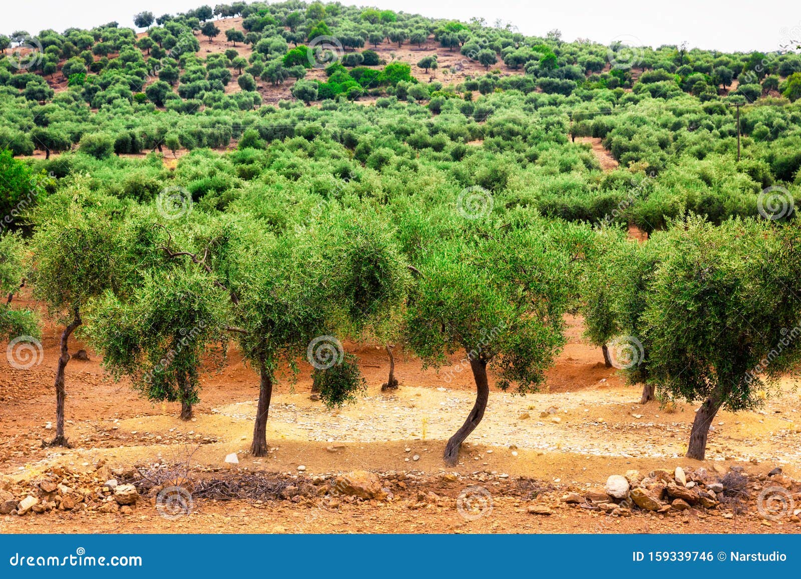 Olives tree farm. stock photo. Image of farming, field 159339746