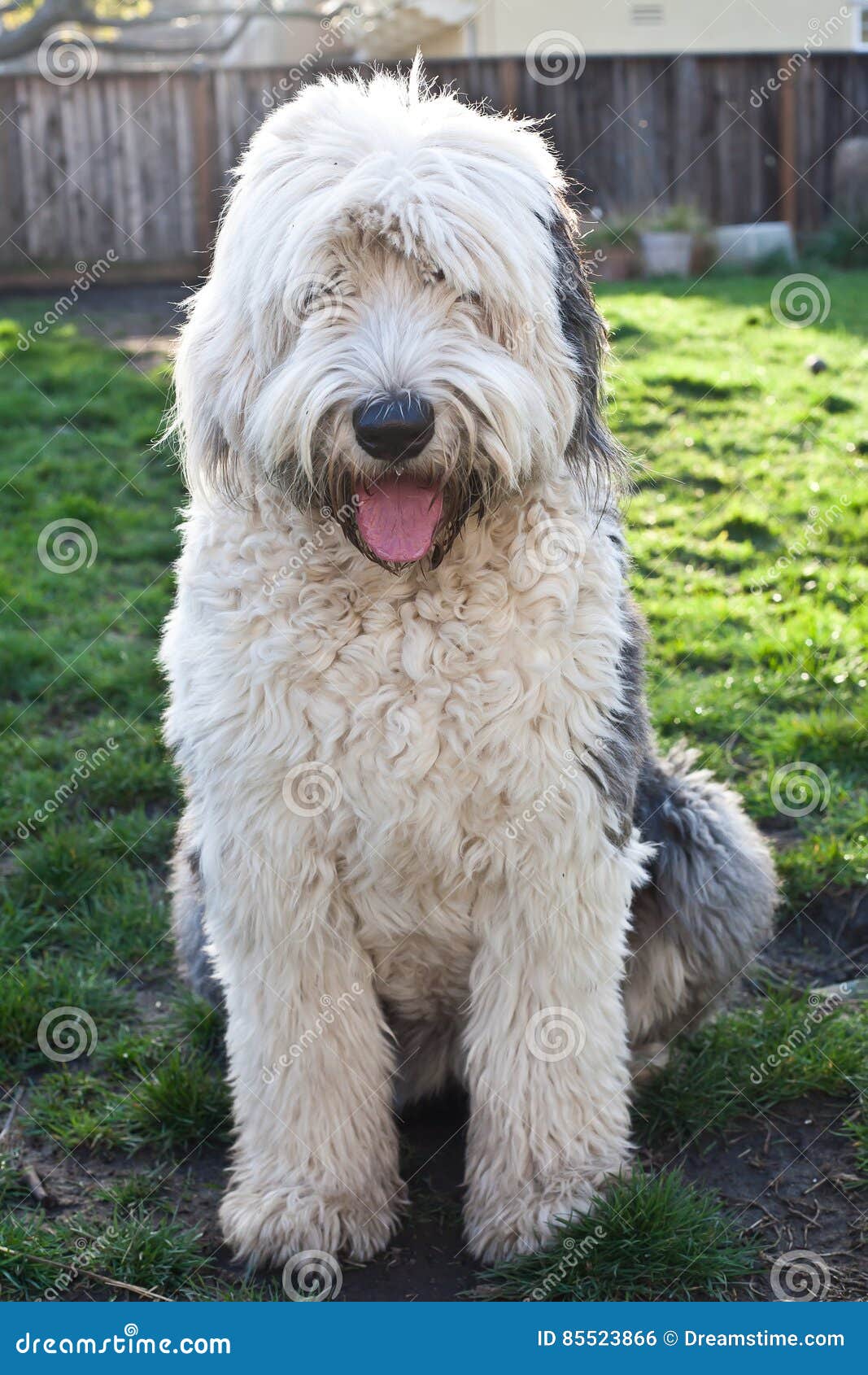 Olivia, Um Cão Pastor Inglês Velho Fêmea Imagem de Stock - Imagem de velho,  olivia: 85523859