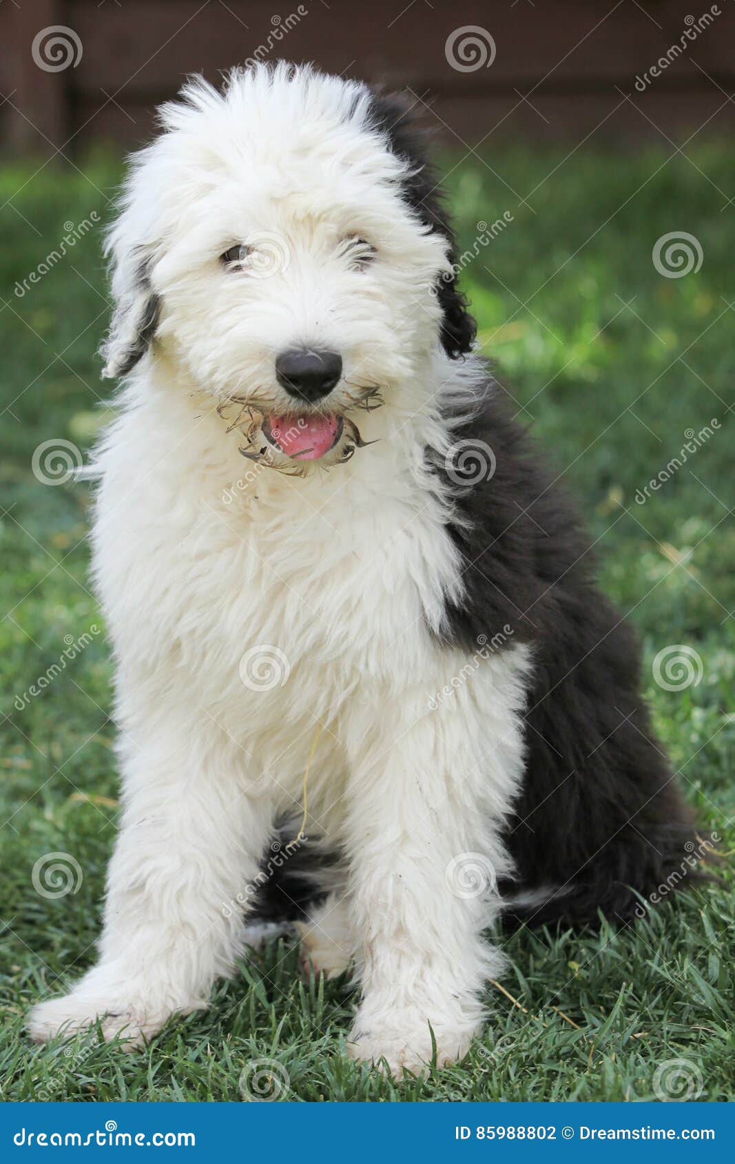 Puppy Of Old English Sheepdog In Snowy Field Stock Photo, Picture and  Royalty Free Image. Image 11977457.