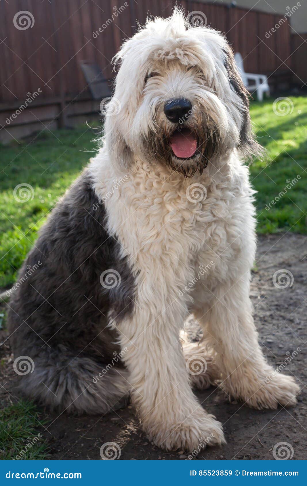 Linda e velha raça de cão pastor inglês isolada em fundo