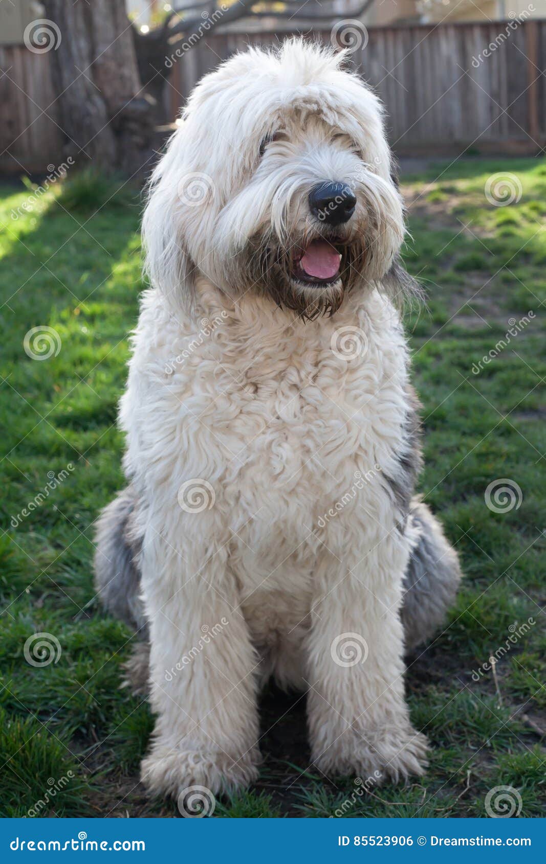 Olivia, Um Cão Pastor Inglês Velho Fêmea Imagem de Stock - Imagem de velho,  olivia: 85523859