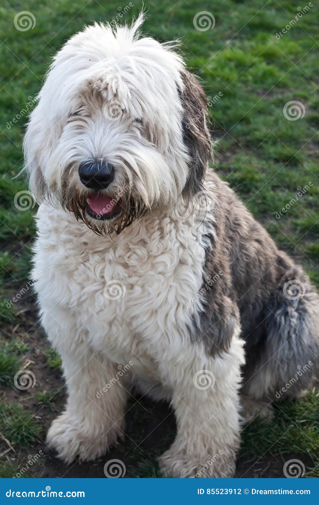 Olivia, Um Cão Pastor Inglês Velho Fêmea Imagem de Stock - Imagem