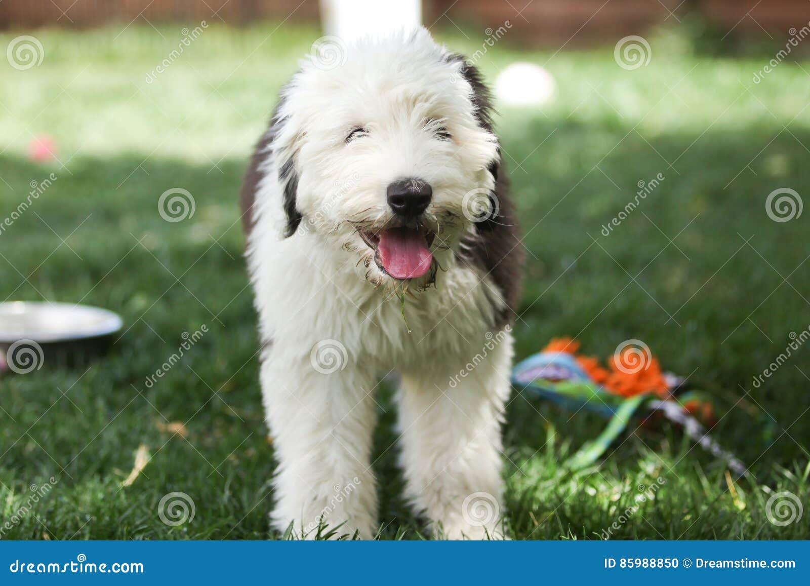 Olivia, Um Cão Pastor Inglês Velho Fêmea Imagem de Stock - Imagem