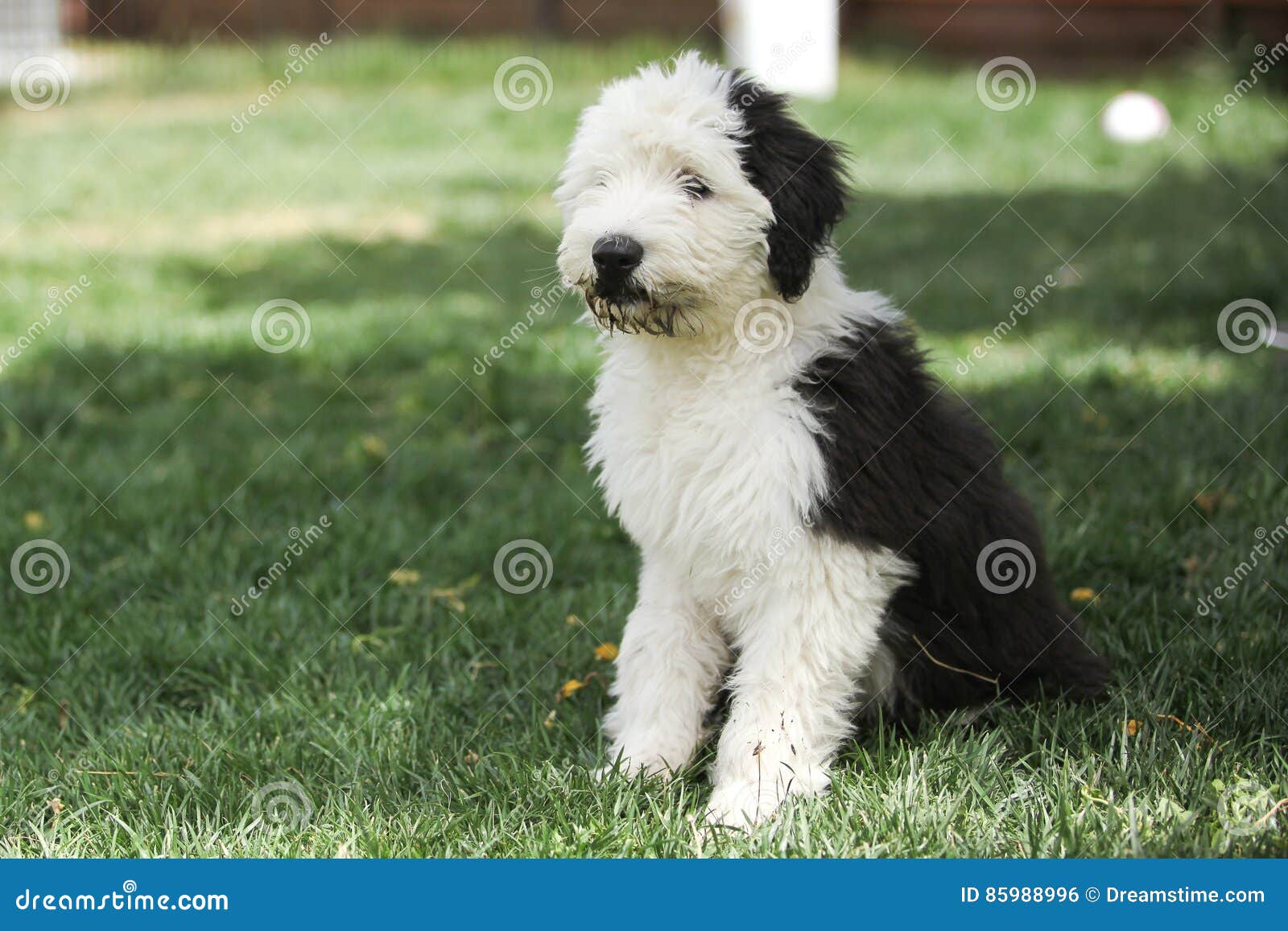 Cão Pastor Inglês Velho Que Está Na Grama Foto de Stock - Imagem