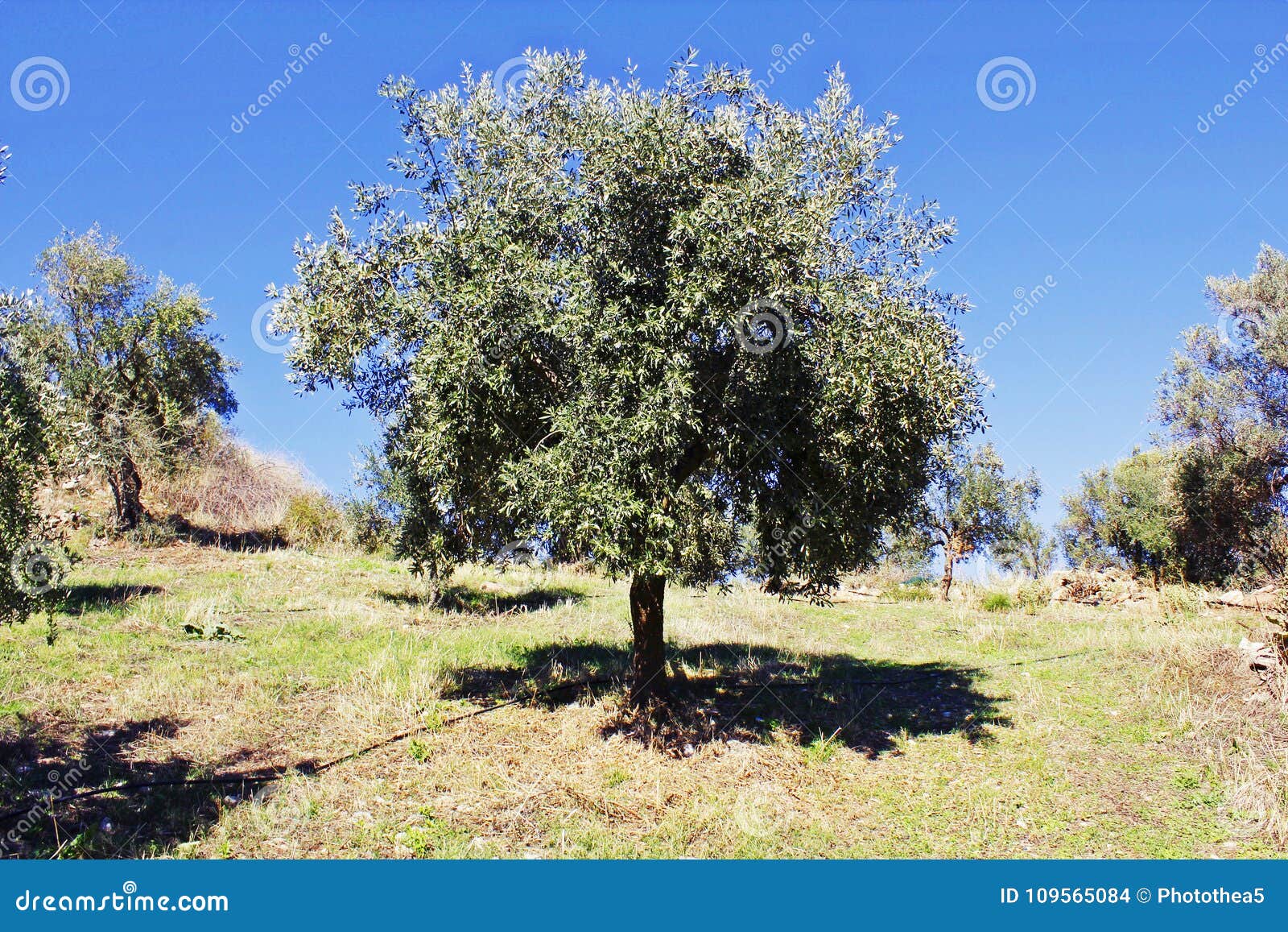 Graines et plantes exotiques, arbres : Olivier de Grèce