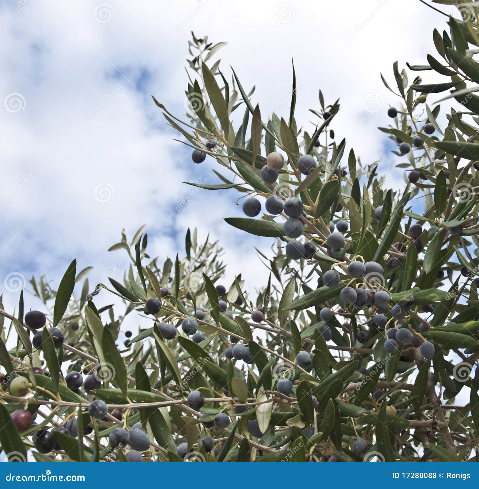 Olivo Negro Fotos de archivo libres de regalías Imagen 17280088