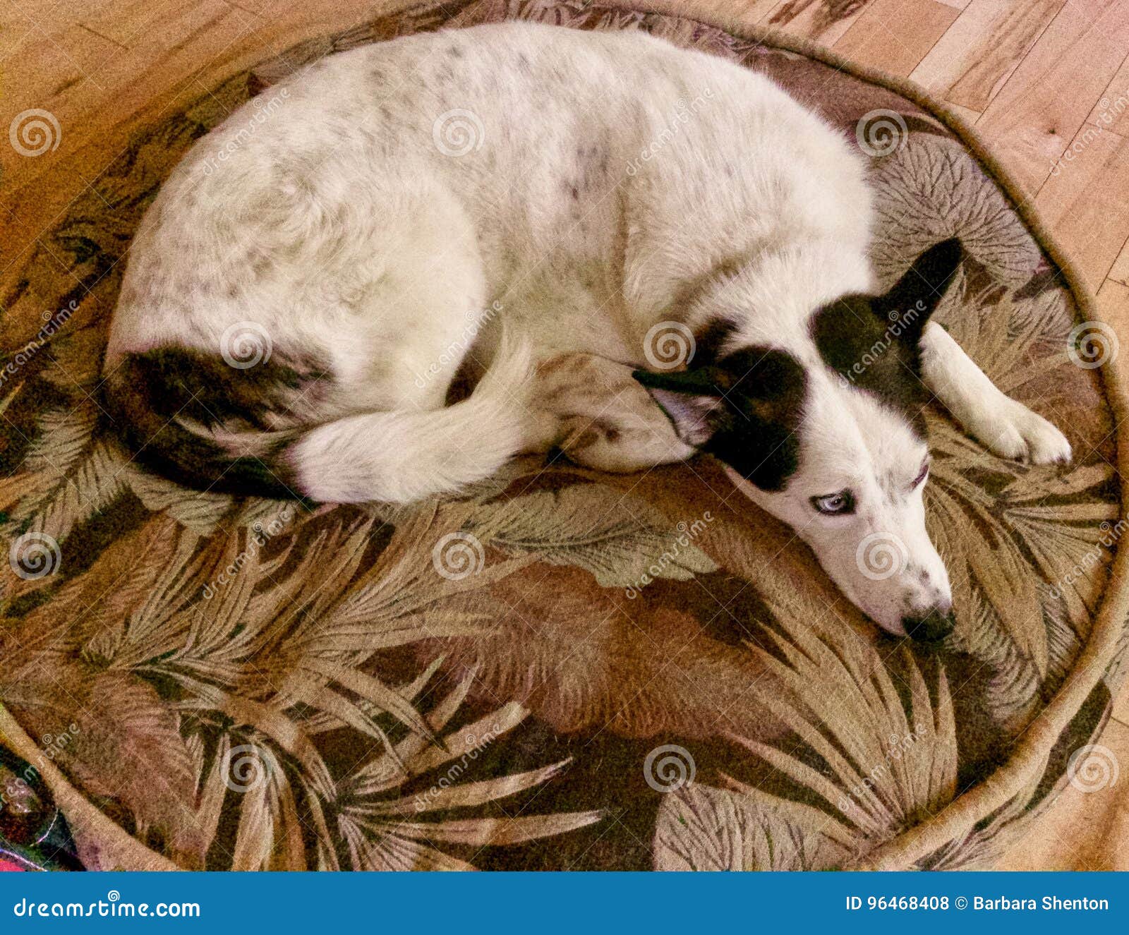 Olli stock photo. Image of olli, resting, friend, waiting 96468408