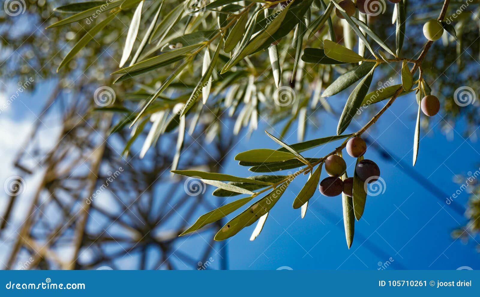 Oliver tree hi-res stock photography and images - Alamy