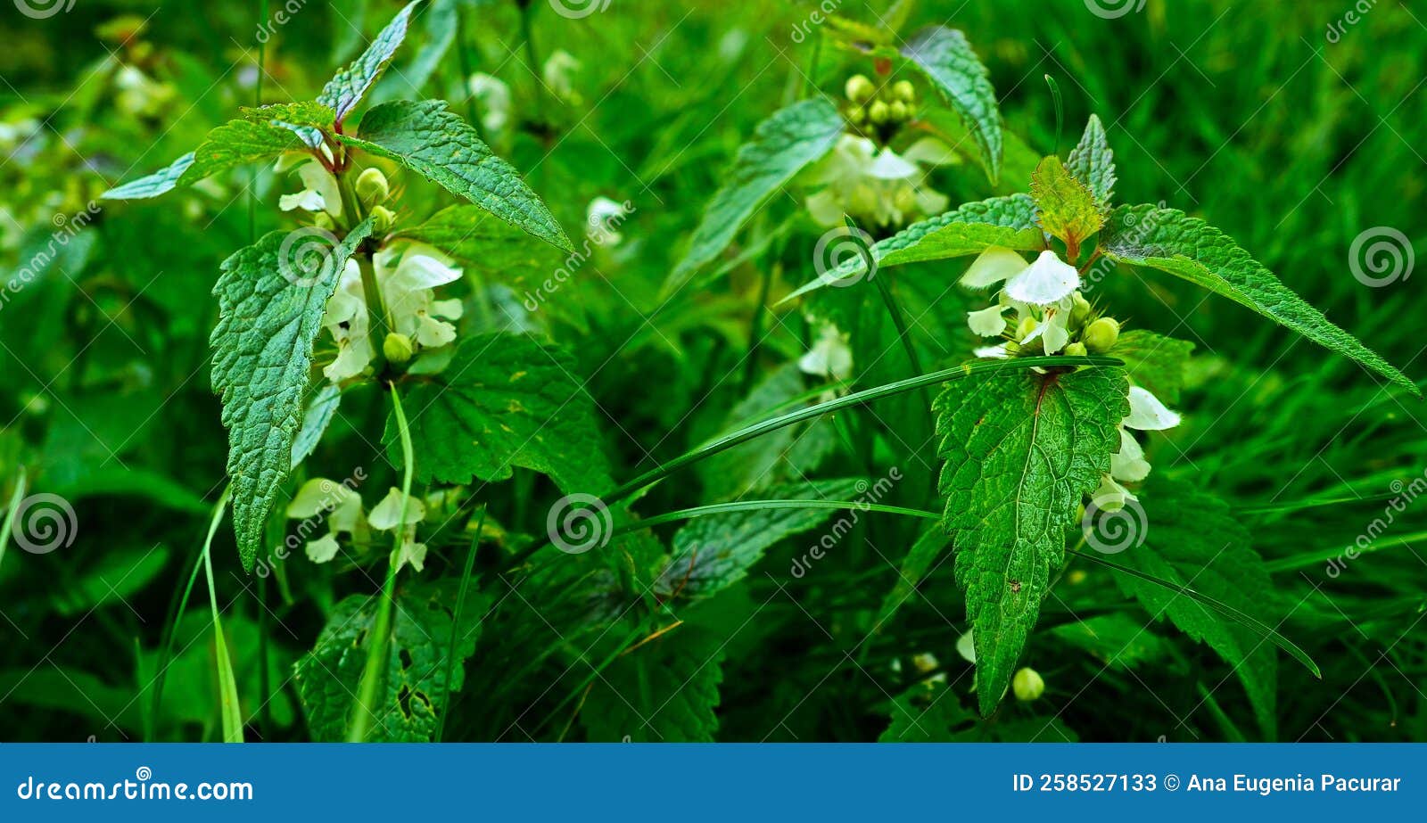 fresh white nettle pictured in garden morning light, herbalist harvest