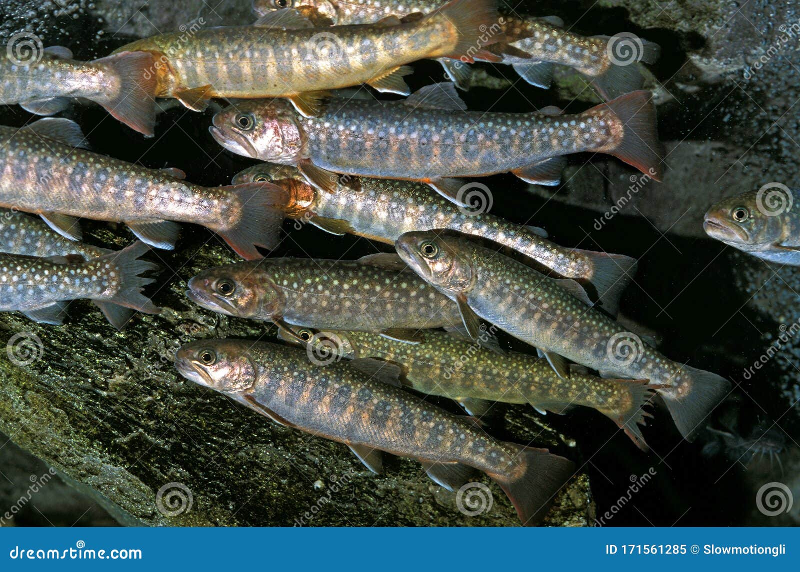 omble a taches blanches salvelinus leucomaenis