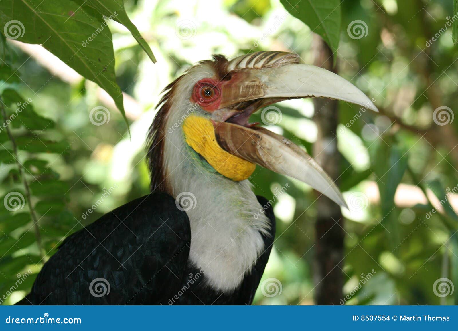 Omhulde Hornbill. Sluit omhoog van een mannelijke Wrethed Hornbill, Maleisië