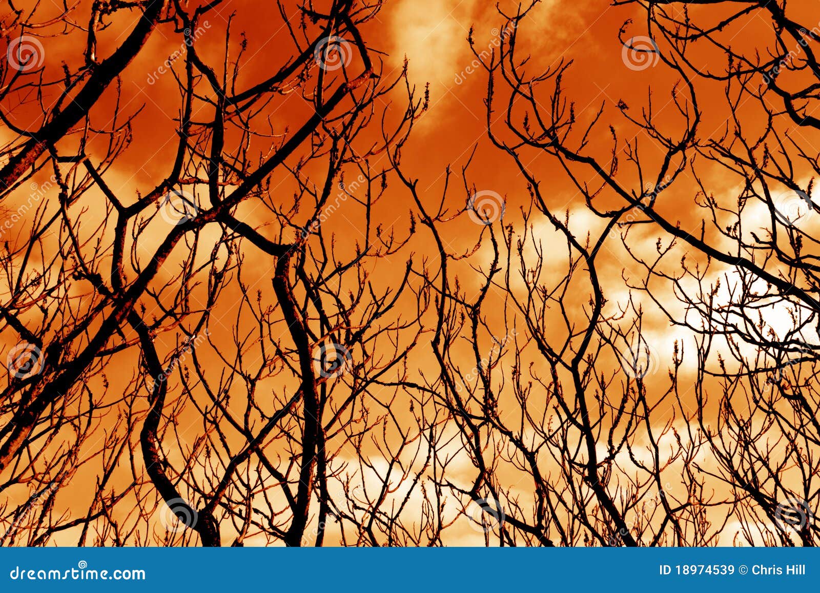ominous barren tree branches