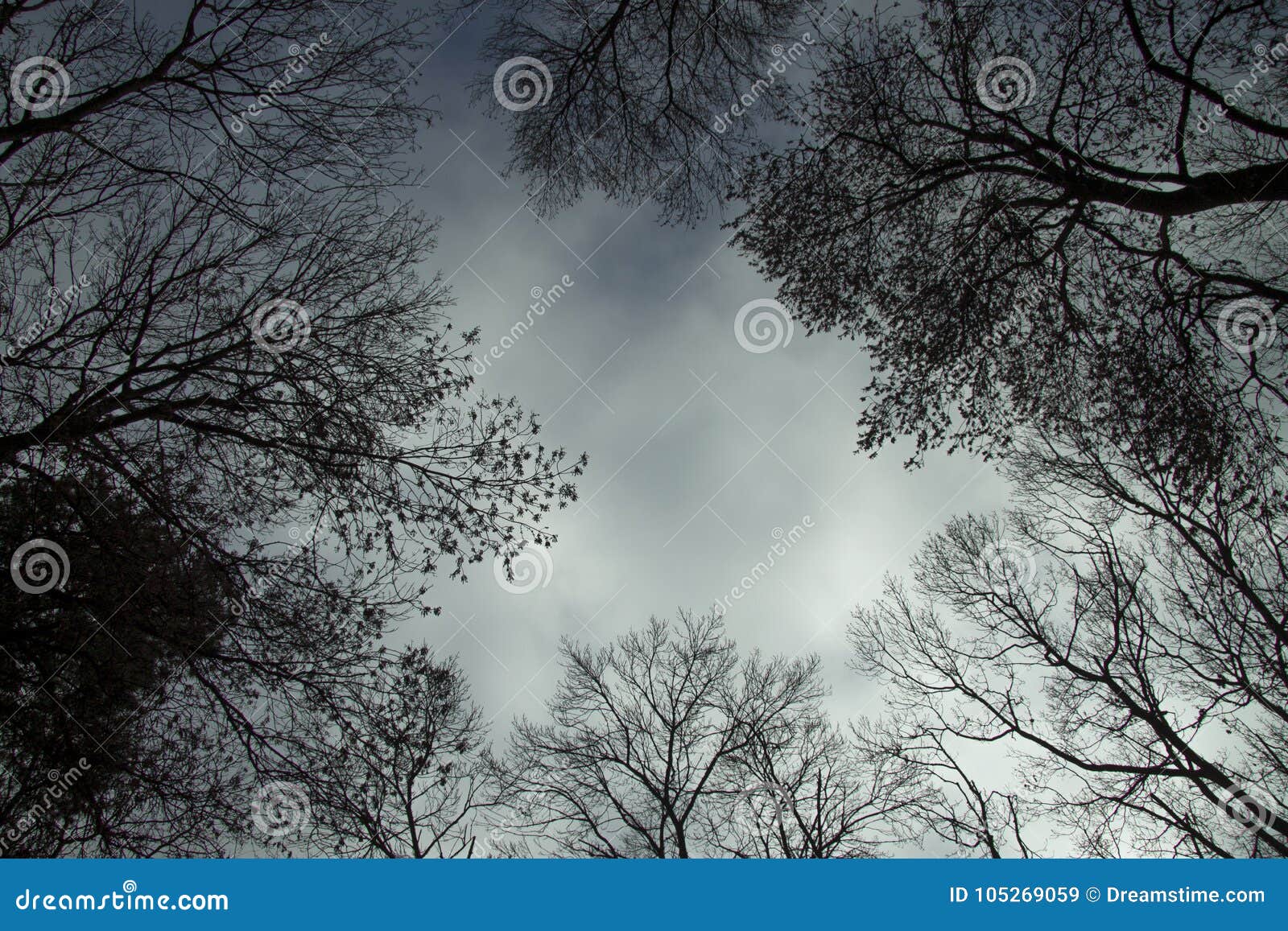 An ominous forest stock image. Image of scary, creepy - 105269059
