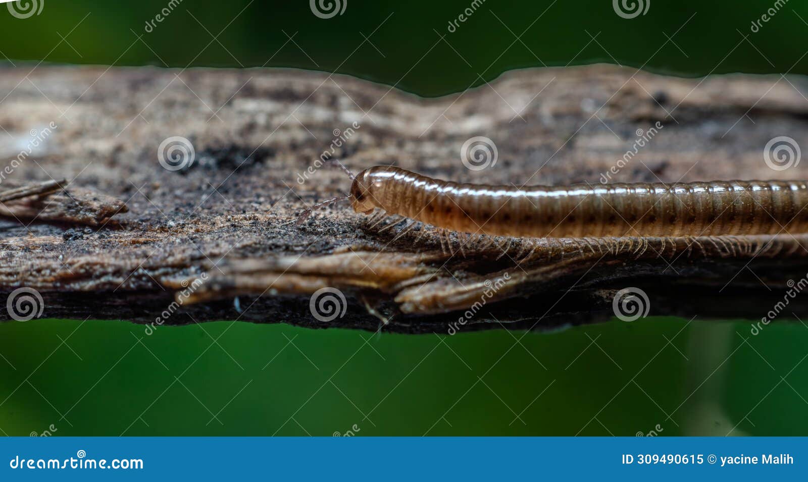 ommatoiulus moreleti, commonly known as the portuguese millipede, is a herbivorous
