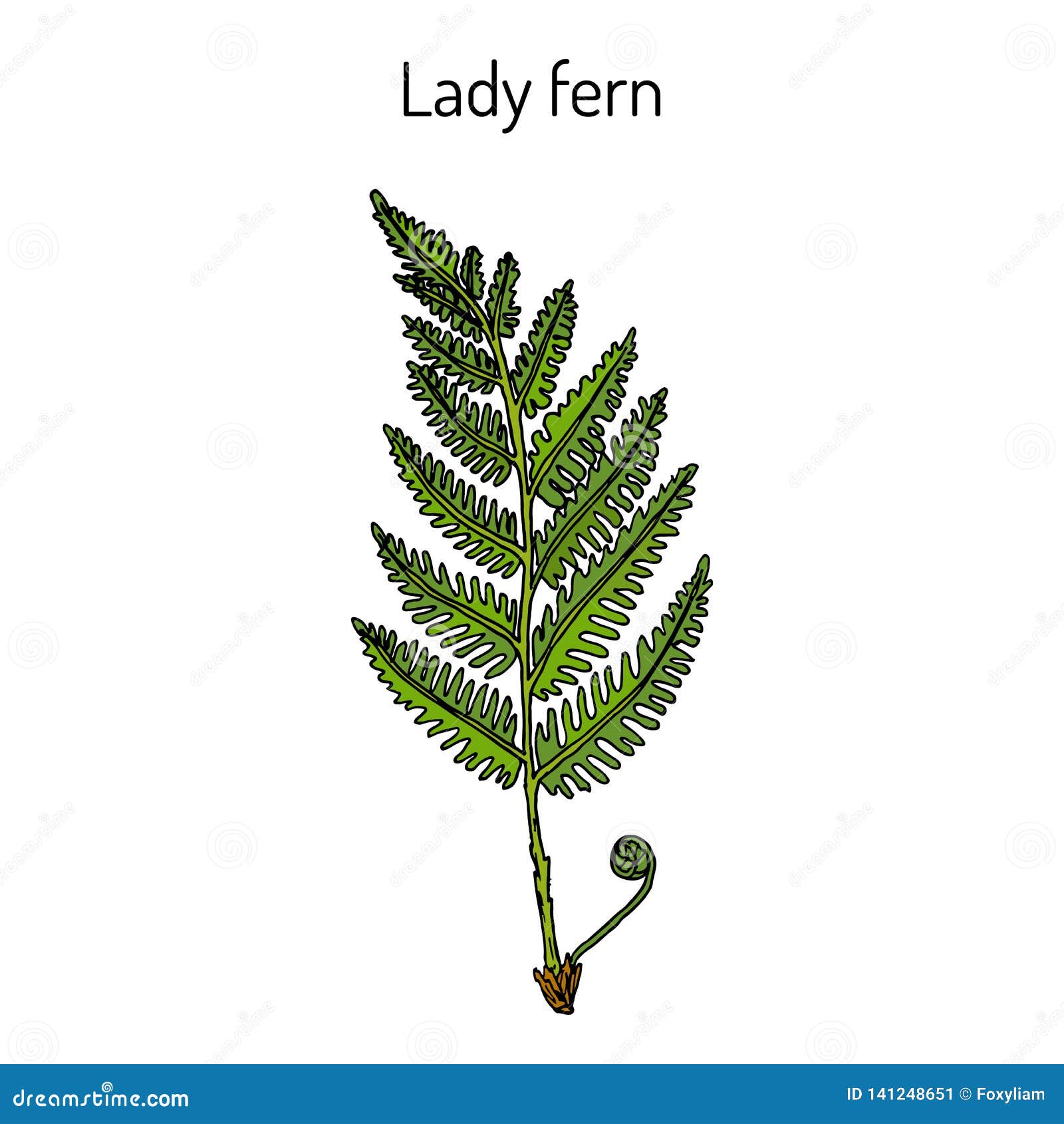 ommon lady-fern, medicinal plant