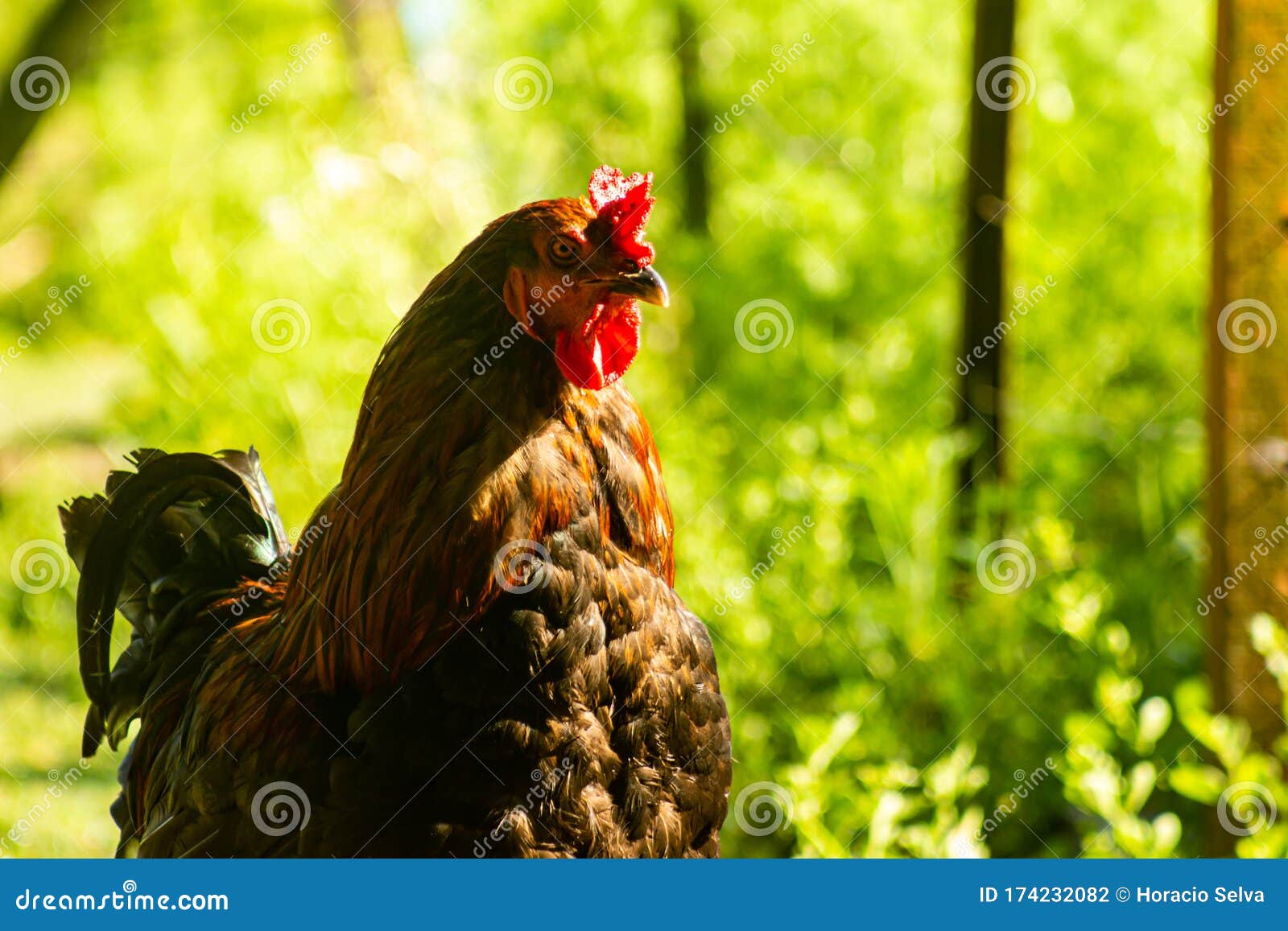 Domestic Chickens in the Corral. Omnivorous Animals with Two Legs. Live Birds Stock Photo - Image of agriculture, meat: 174232082 Domestic Chickens in the Corral. Omnivorous Animals with Two Legs. Live Birds Stock Photo - Image of agriculture, meat: 174232082