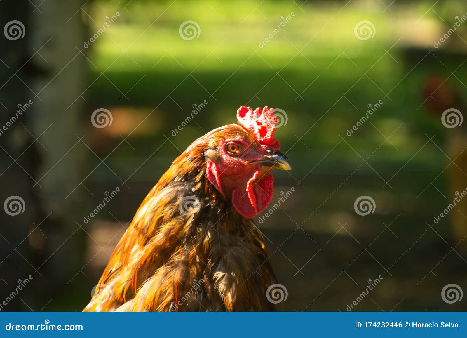 Domestic Chickens in the Corral. Omnivorous Animals with Two Legs. Live  Birds Stock Photo - Image of farming, actual: 174232446