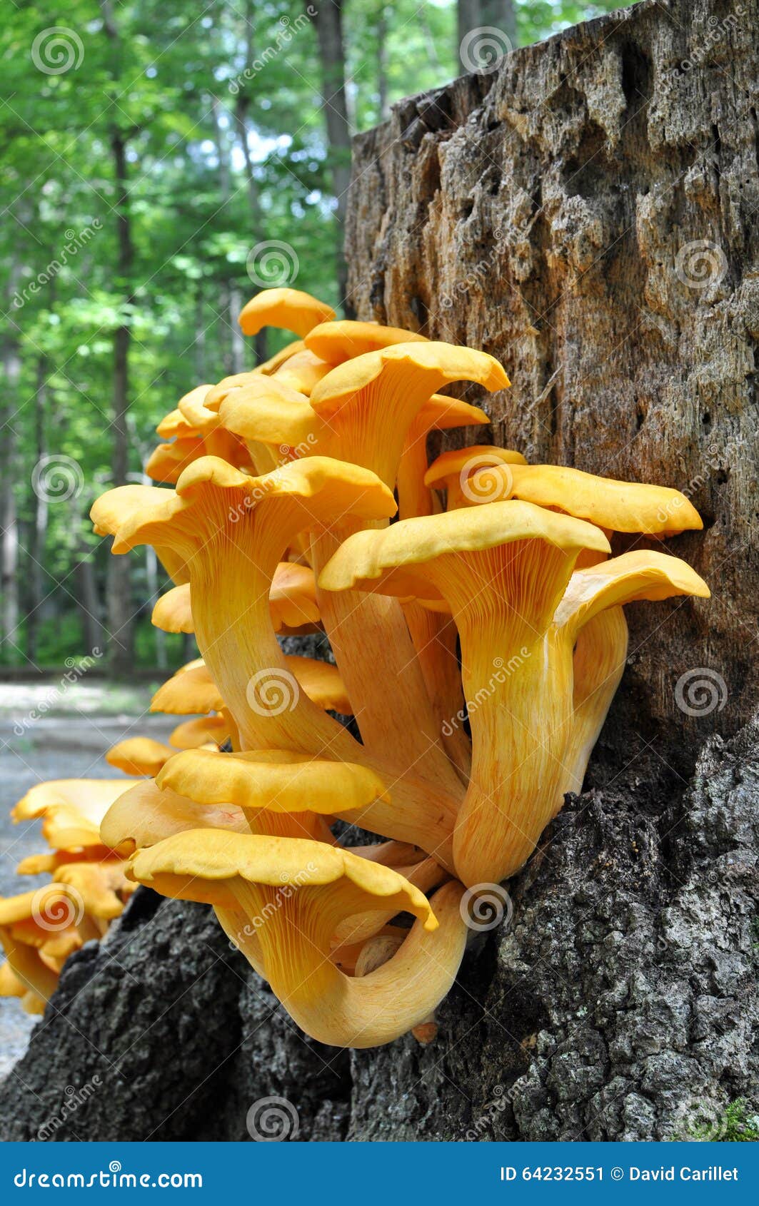 jack o lantern mushroom jack o lantern mushroom
