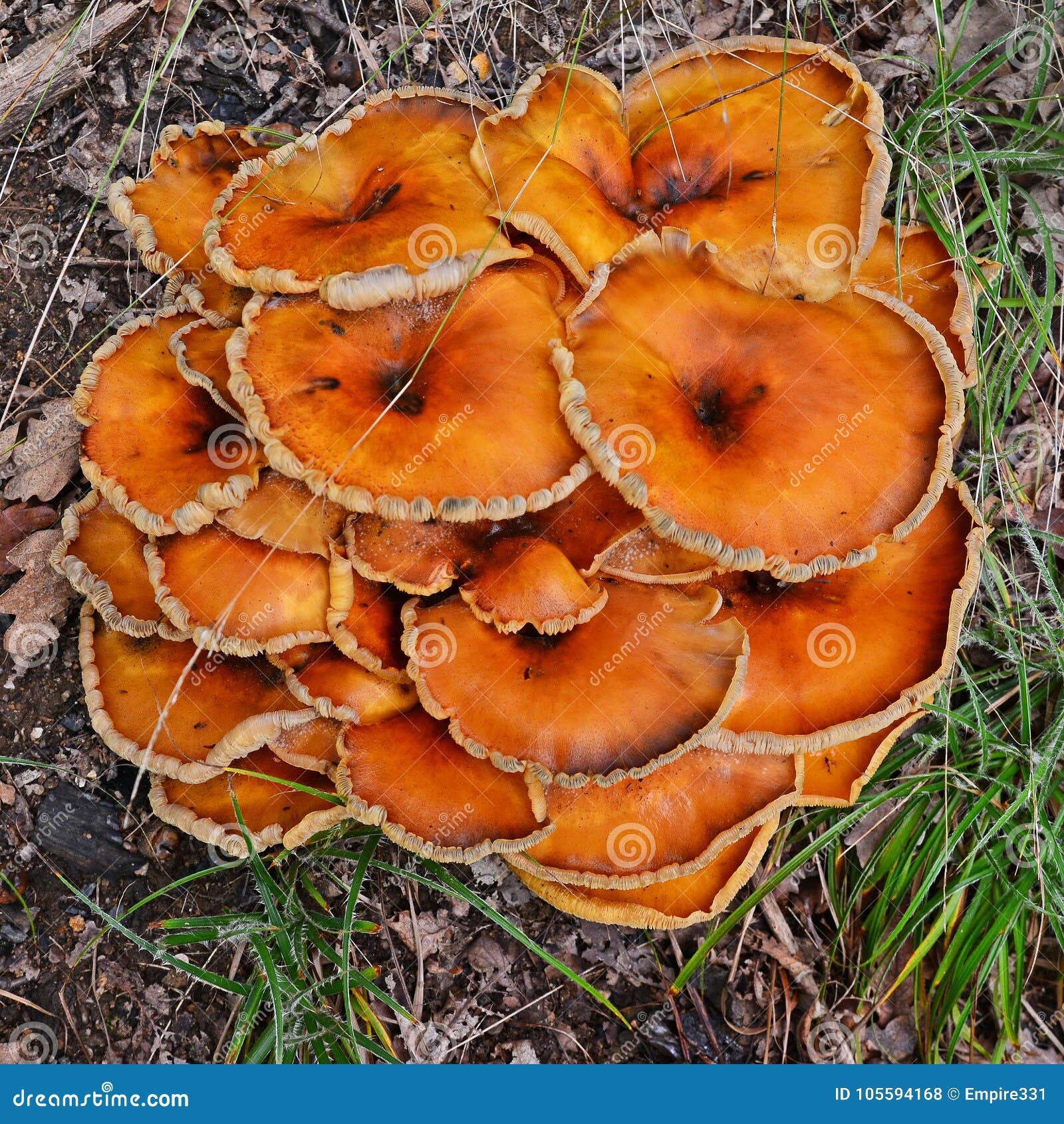 omphalotus illudens mushroom
