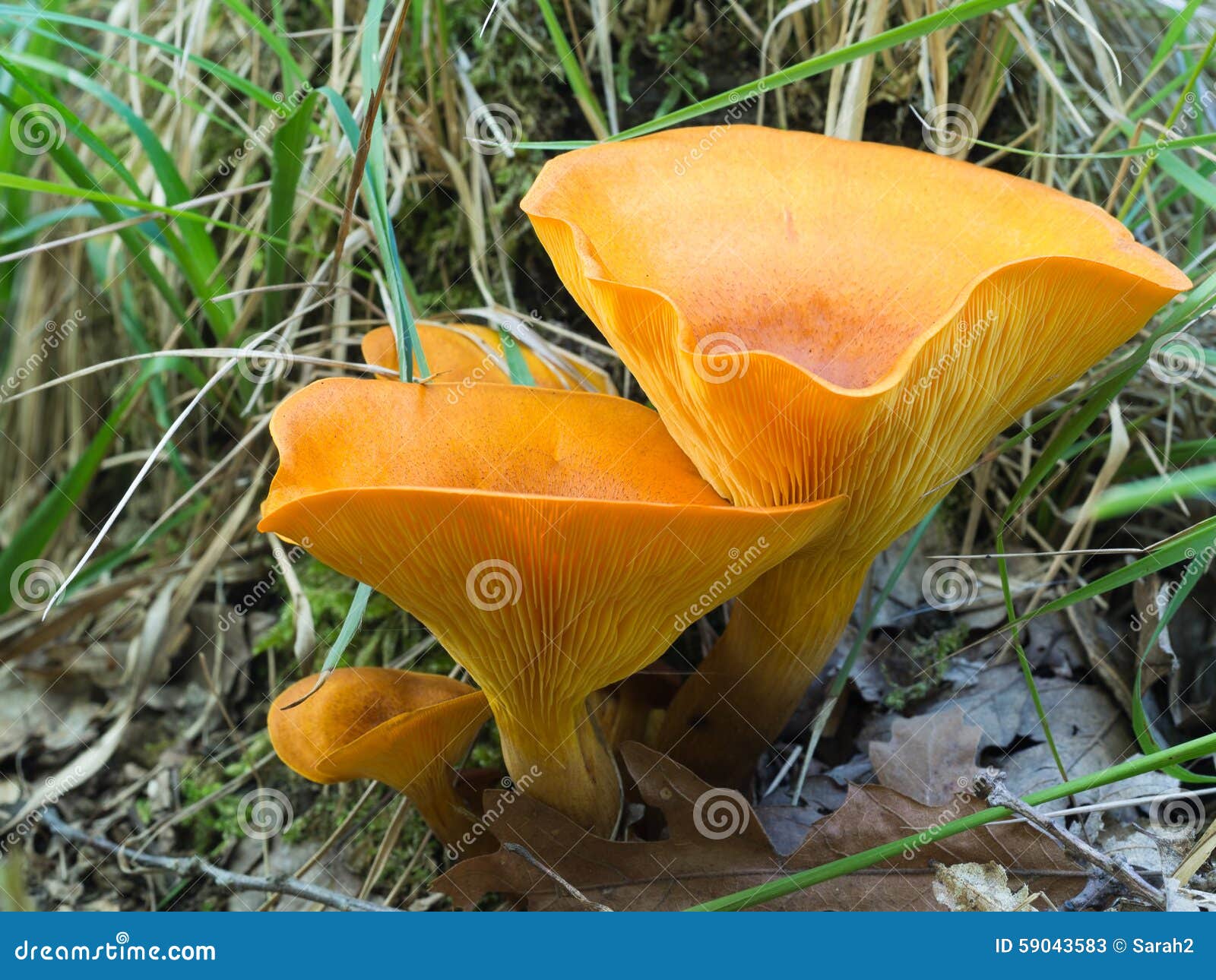 jack o lantern mushroom identification jack o lantern mushroom identification