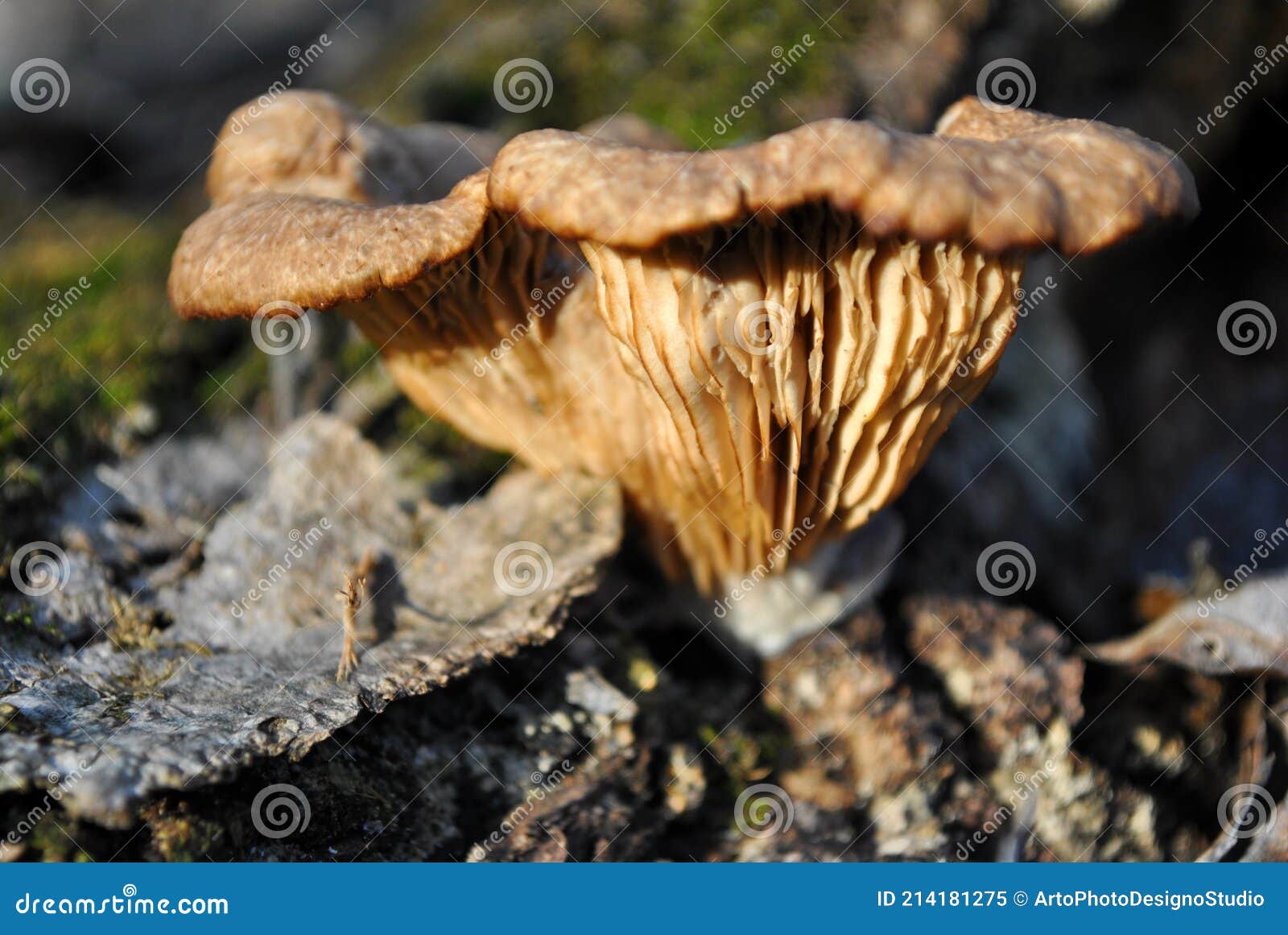 omphalotus olearius  jack-o`-lantern mushroom mushroom growing on tree trunk, close up detail