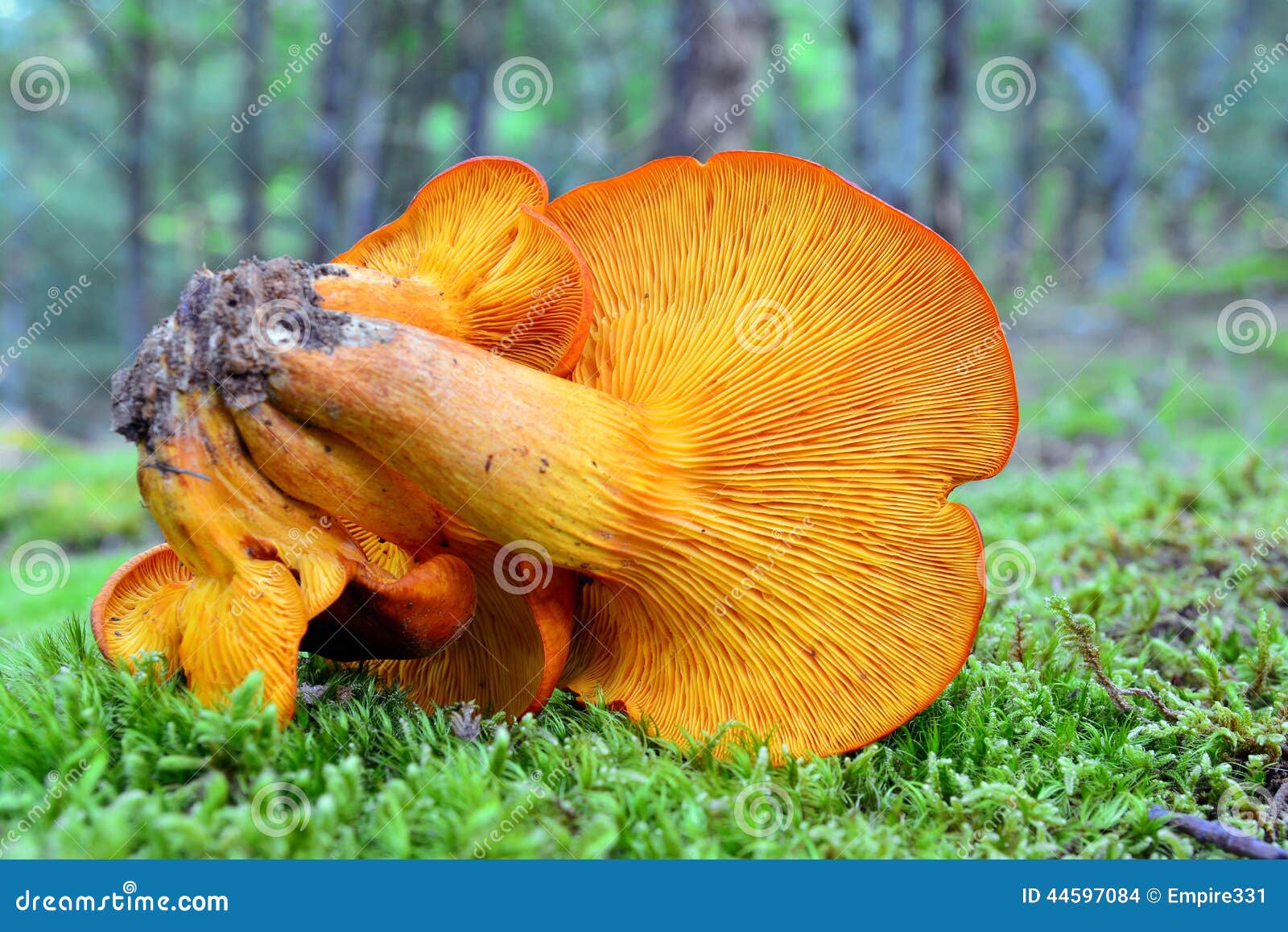 Omphalotus Olearius, Orange Jack O Lantern Mushroom Gills, Toxic