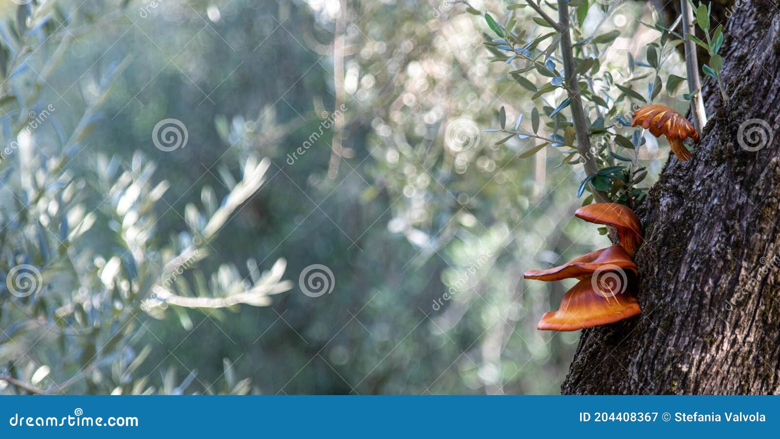 omphalotus olearius, mushroom that grows on the bark of olive trees