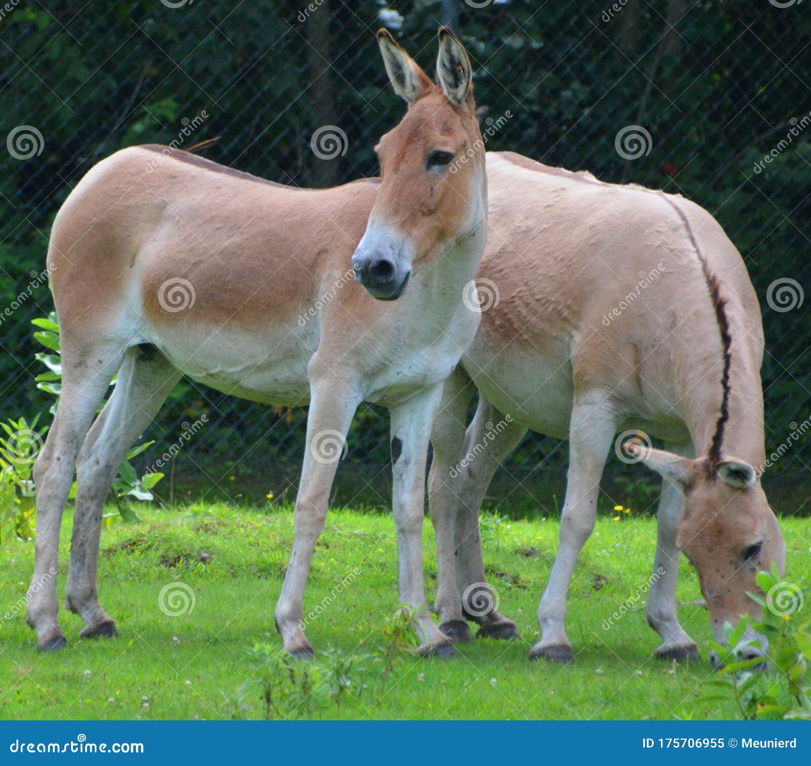 the onager equus hemionus, also known as hemione