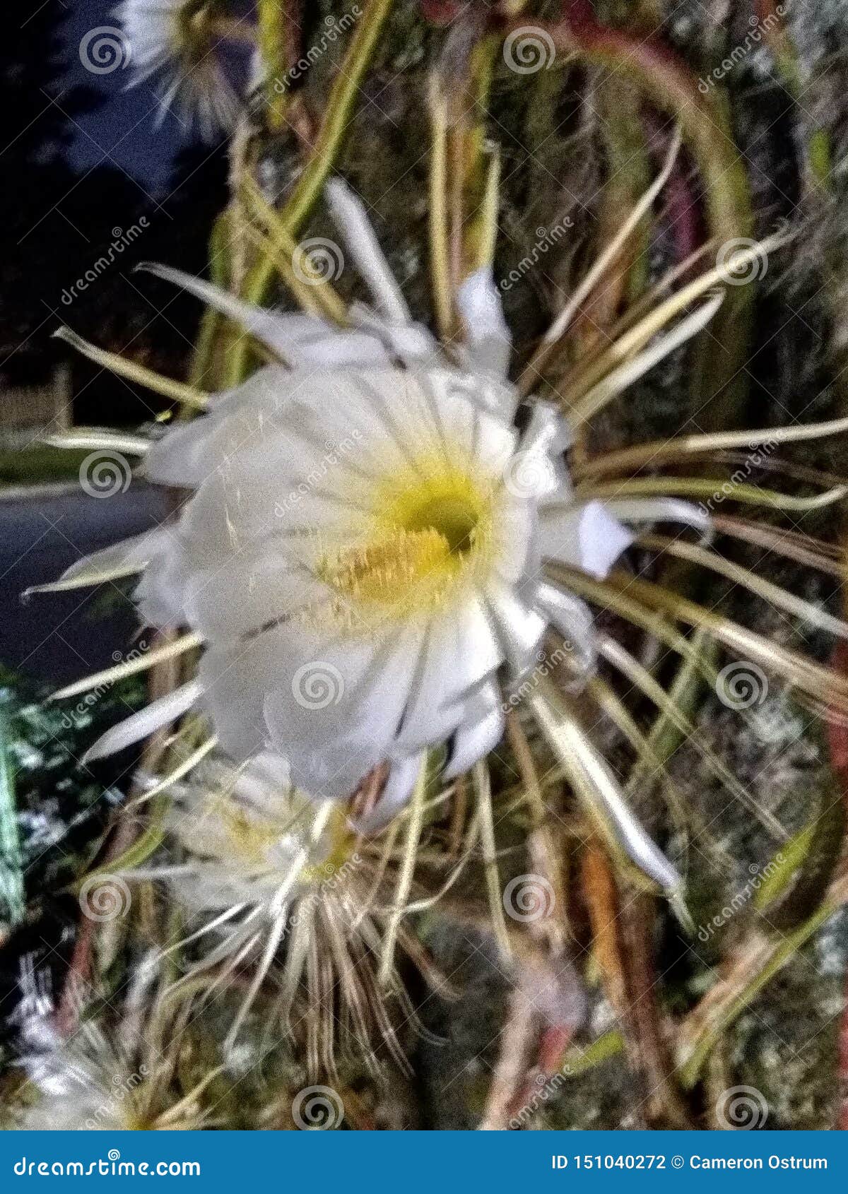Only Once Yearly Night Blooming Cereus Flower Stock Photo Image of