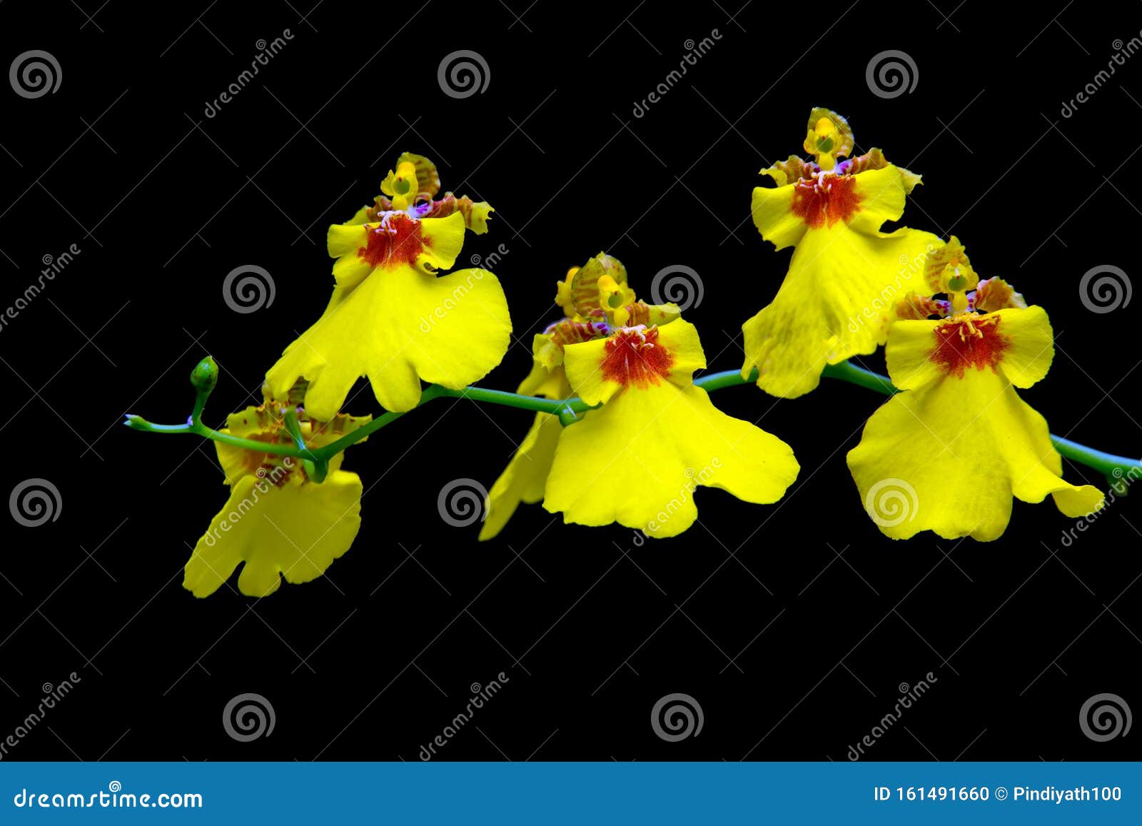 Oncidio Amarillo Vibrante O Orquídeas Bailarinas De Fondo Negro Foto de  archivo - Imagen de brillante, vibrante: 161491660