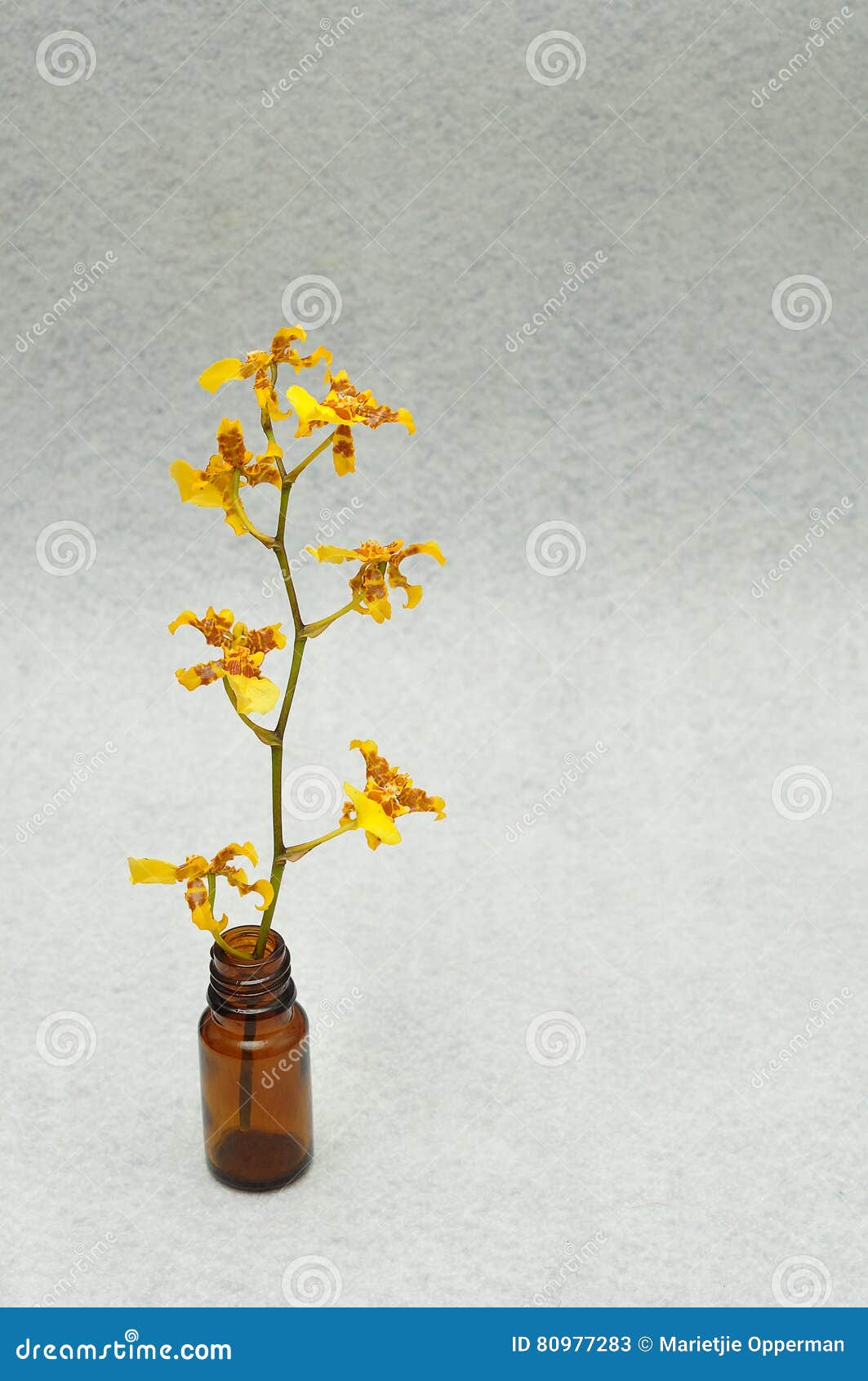oncidium cebolleta orchids