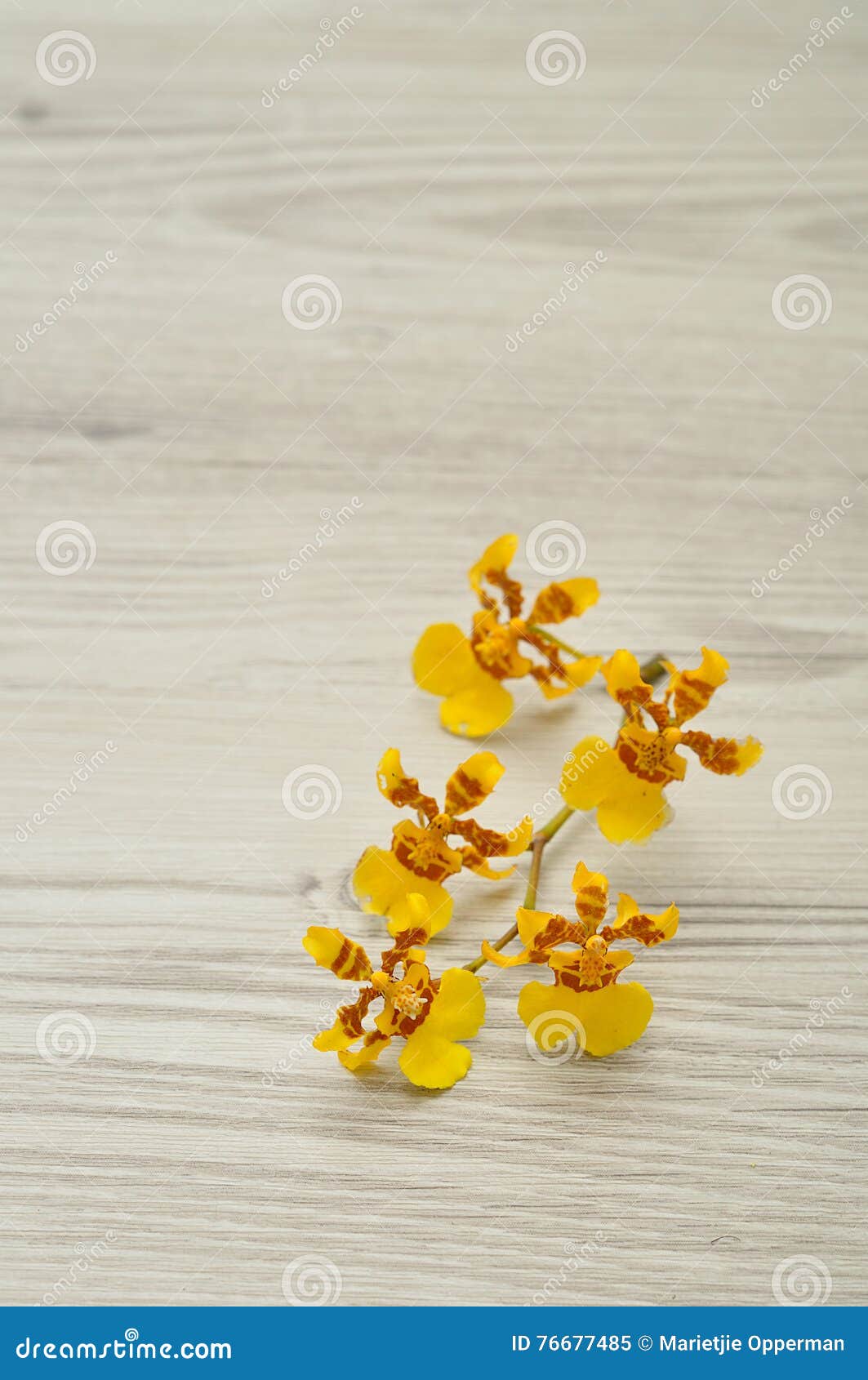 oncidium cebolleta orchids.