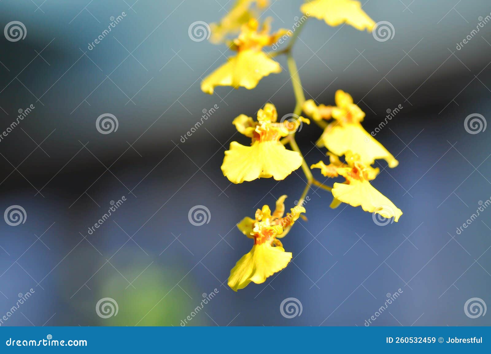 oncidium cheiro, oncidium cheiro kukoo tokyo or oncidium sweet sugar emperor or yellow oncidium orchid  or oncidium cheirophorum