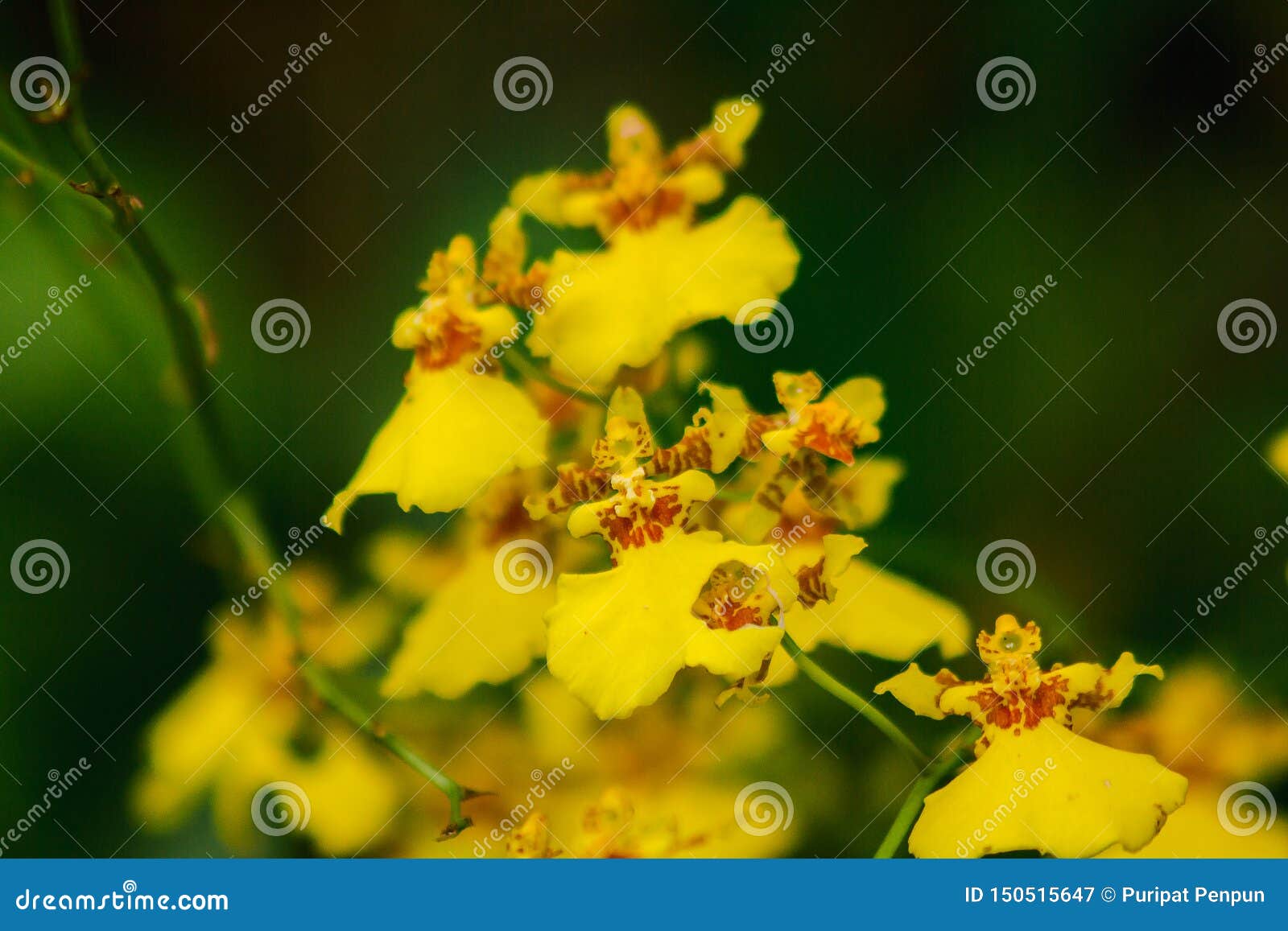 oncidium orchids are cultivars that are easy