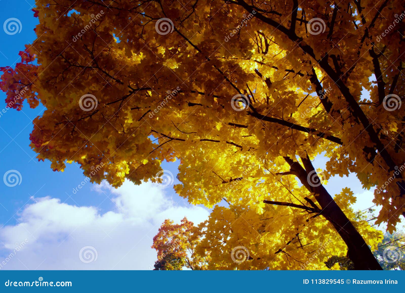 Onder het weelderige gebladerte van de herfstesdoorn. Esdoorn met gele en rode bladeren op blauwe hemelachtergrond