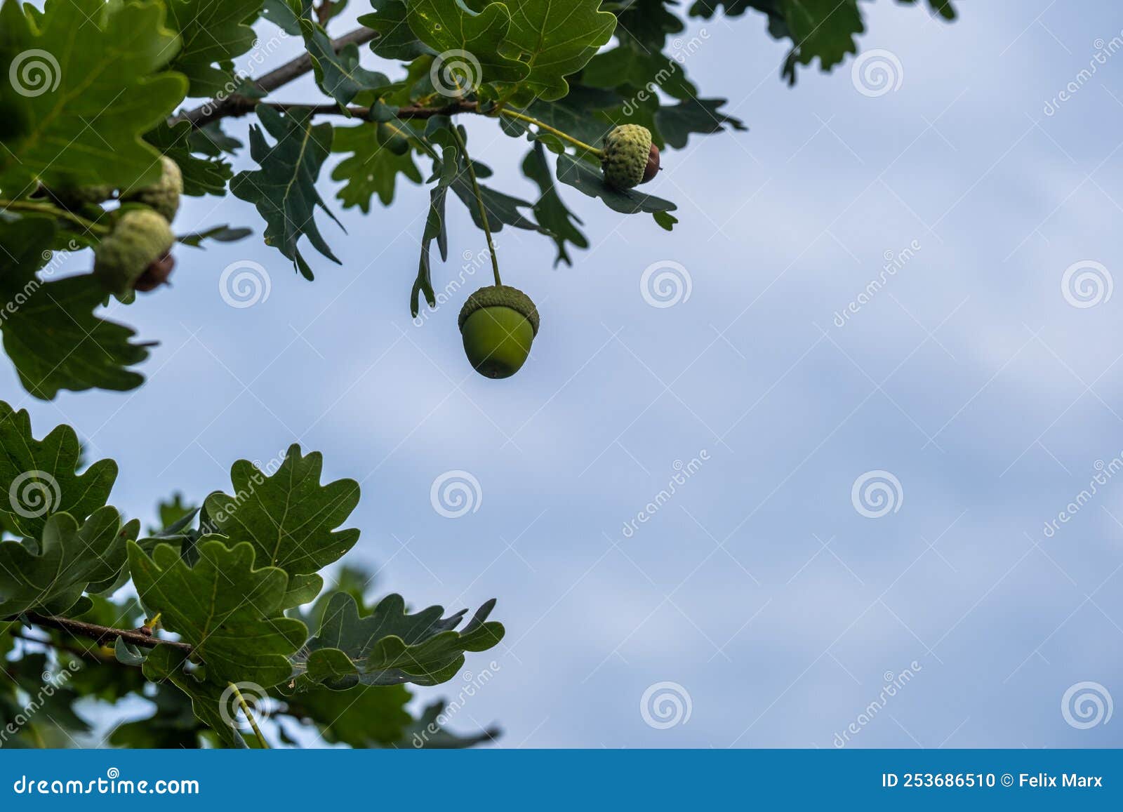 One Acorn Against a Blue Sky Stock Photo Image of acorn, natural