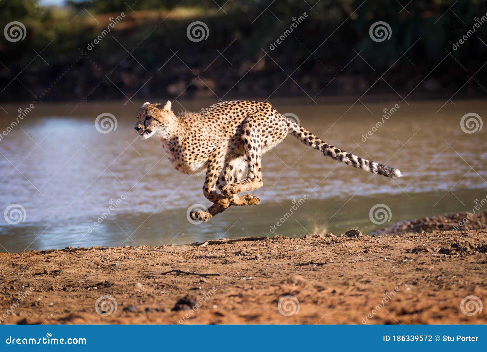 One Adult Cheetah Female Running at Full Speed Chasing Prey at the Edge of  Water in Kruger Park South Africa Stock Photo - Image of body, adult:  186339572