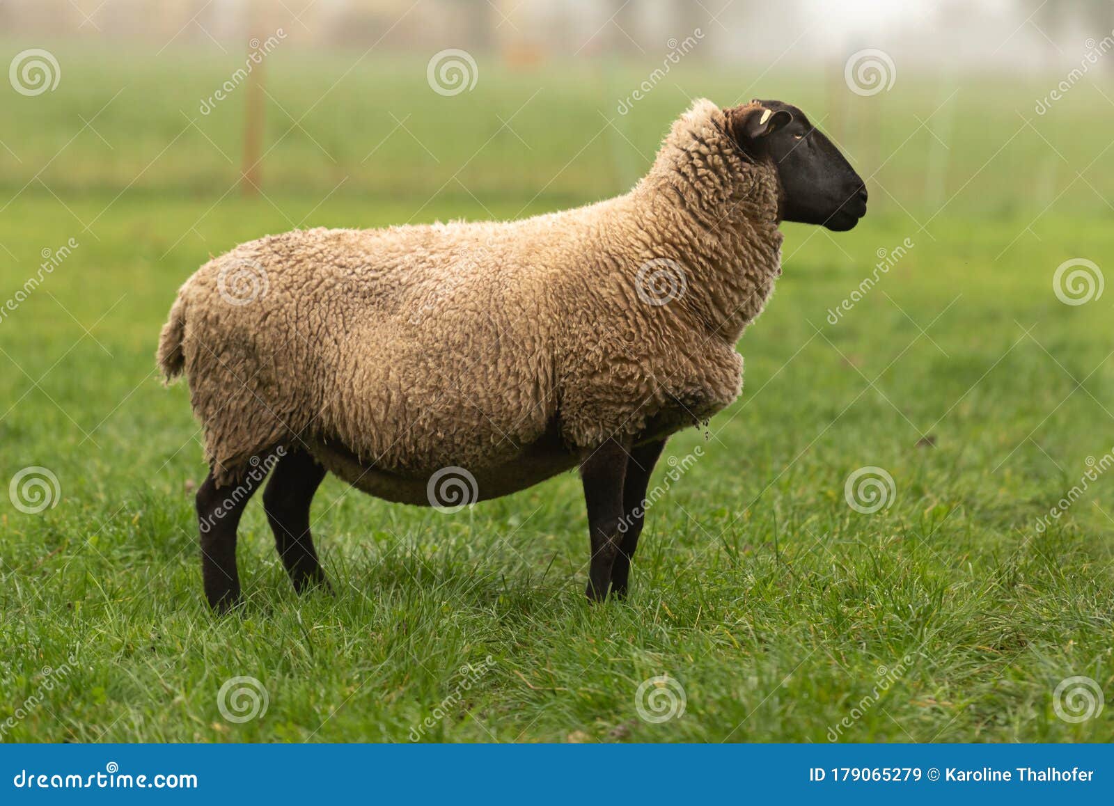 2,494 Side View Sheep Stock Photos - Free & Royalty-Free Stock Photos from  Dreamstime