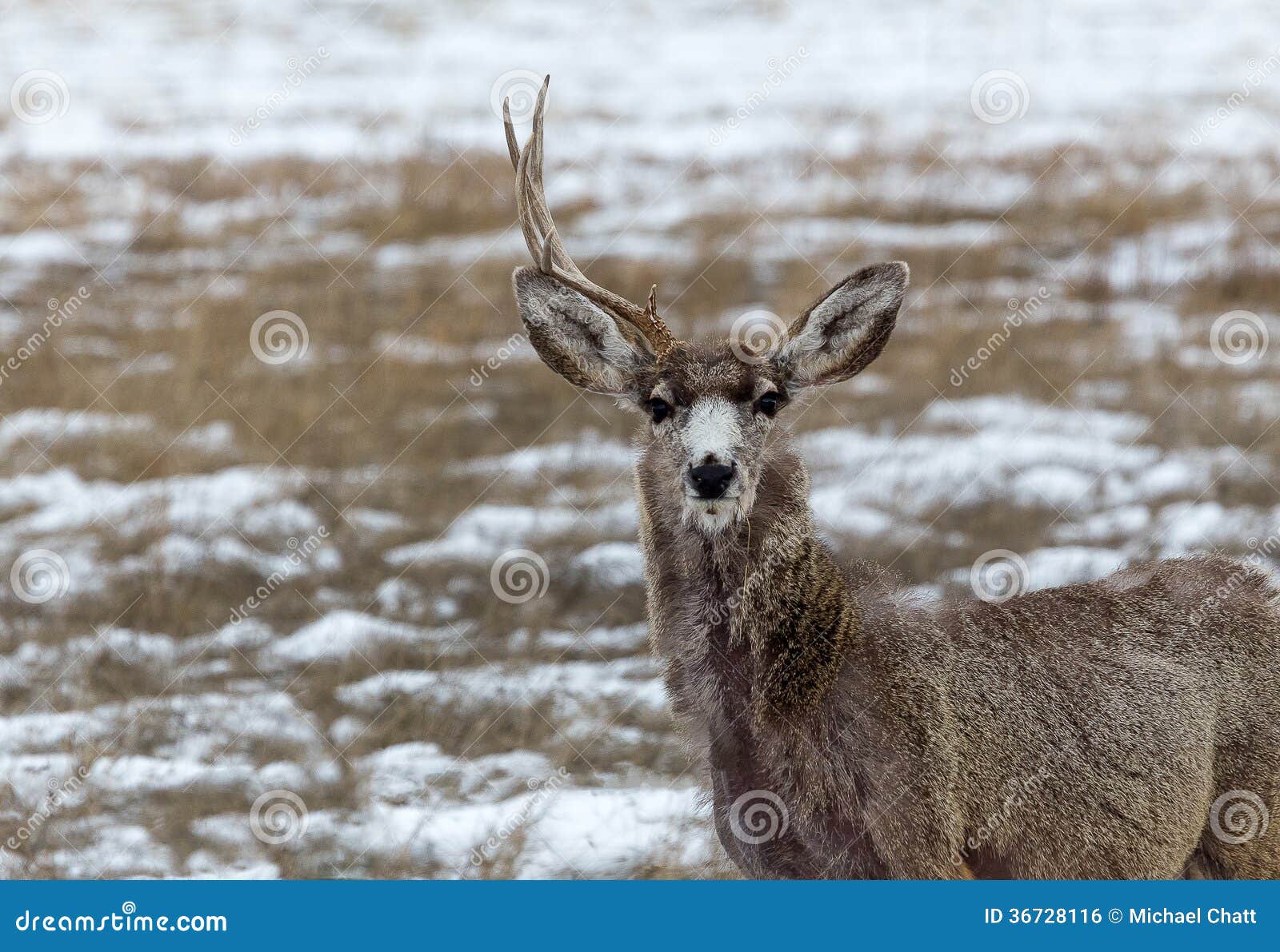 One Antlered Deer Royalty Free Stock Image - Image: 36728116