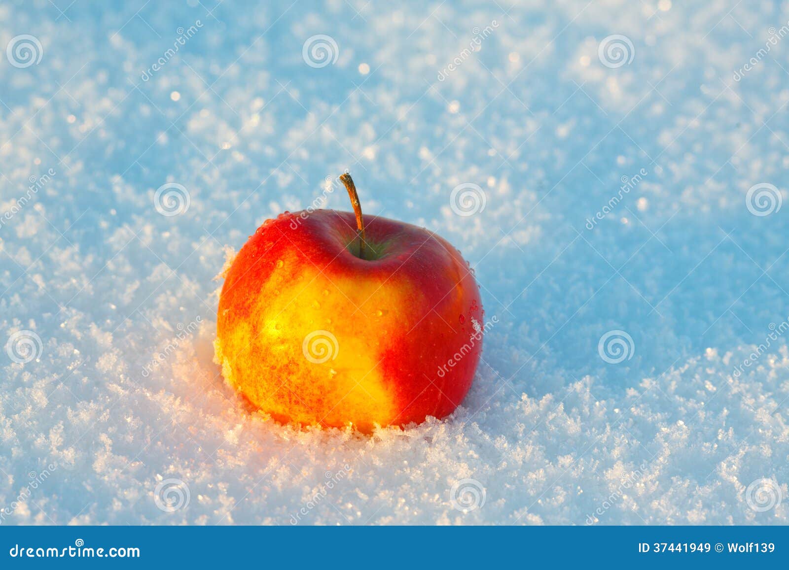 One apple in the snow stock image. Image of apples, fruits - 37441949