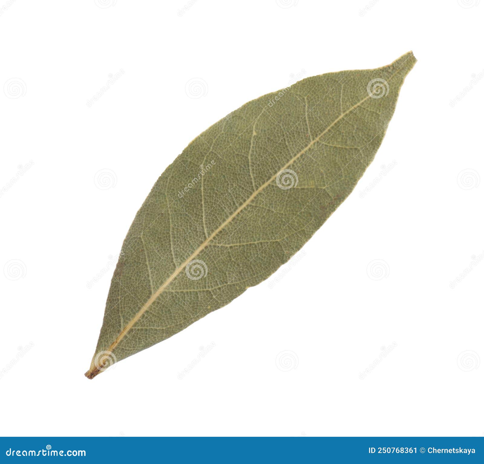 - Bay Leaf: The Aromatic Herb For Culinary Delights