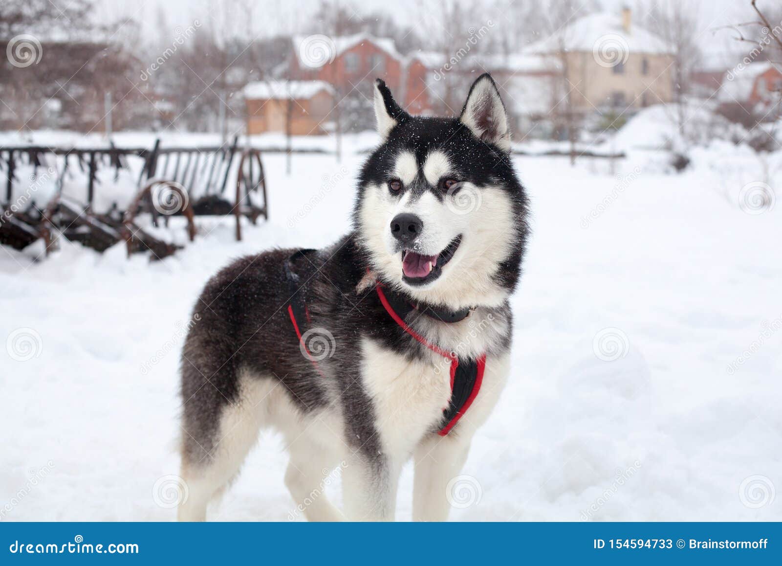 One Beautiful Siberian Husky With Pink Tongue On White Snow Background Closeup Black Furry Alaskan Malamute With Red Harness Stock Image Image Of Canine Nature 154594733