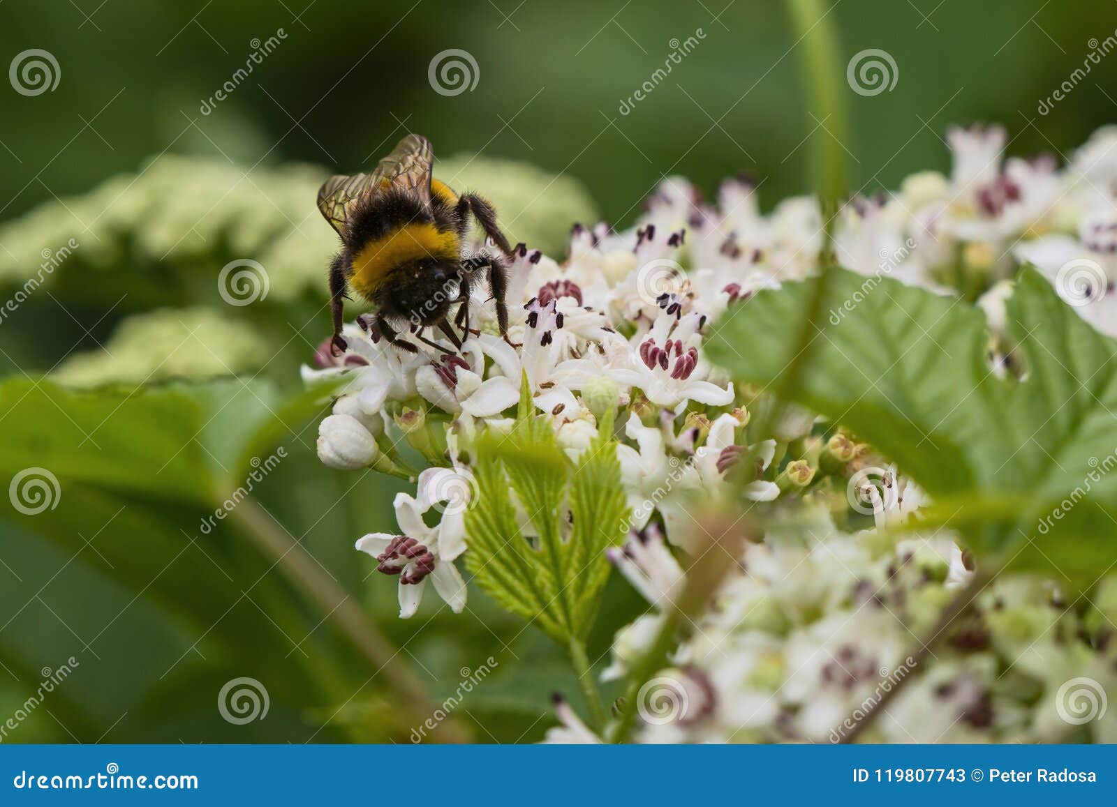 Bee Pollinates a Big White Flower Stock Image Image of beautiful