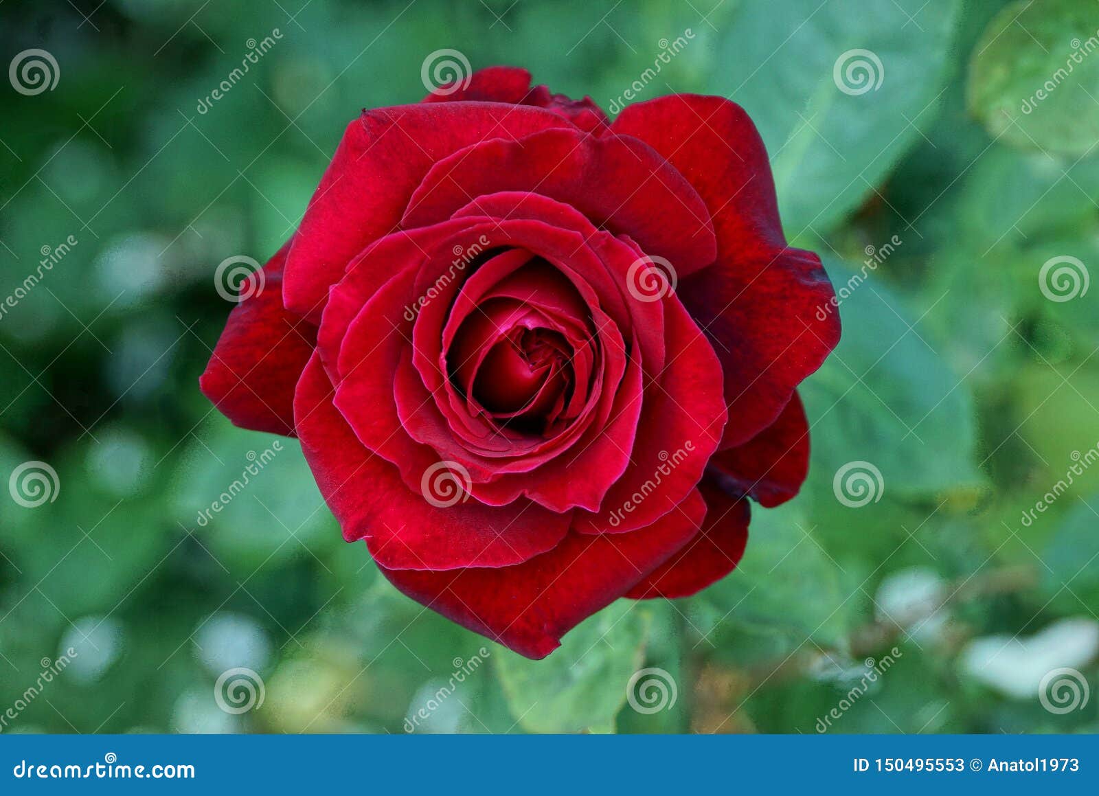 One Big Bud of a Red Rose Flower Stock Image Image of beauty